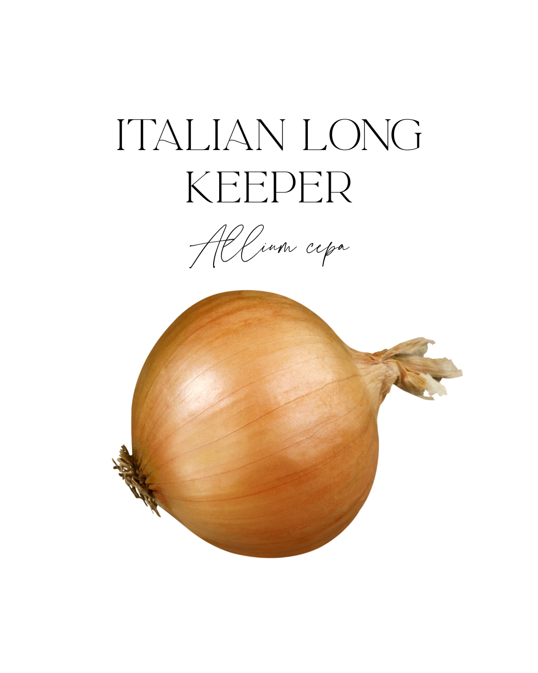Onion Italian Long Keeper 5x