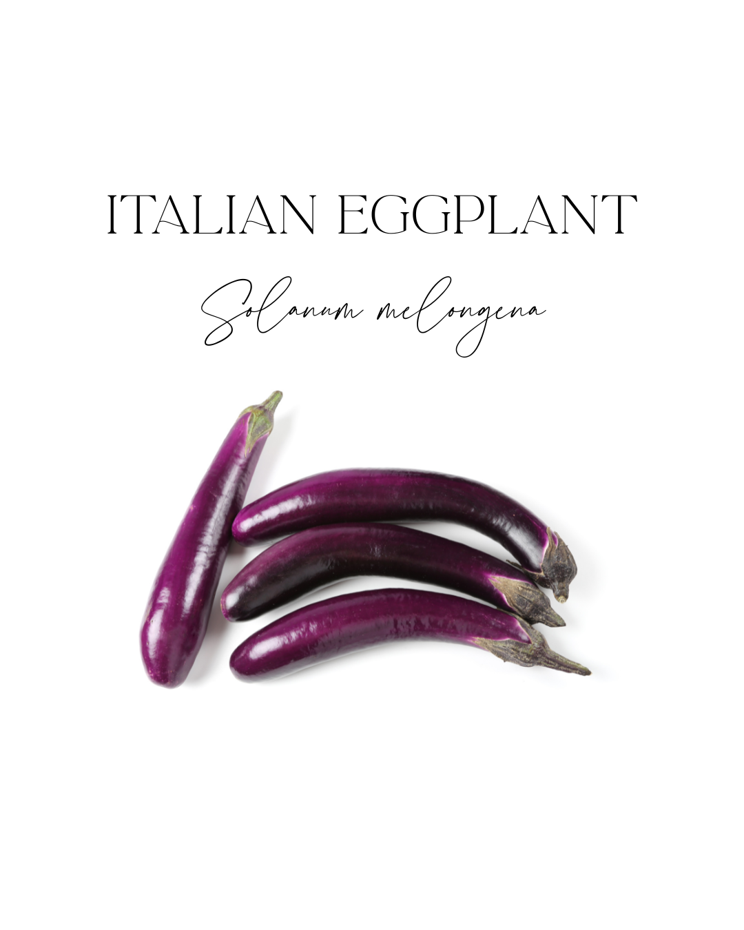 Italian Eggplant