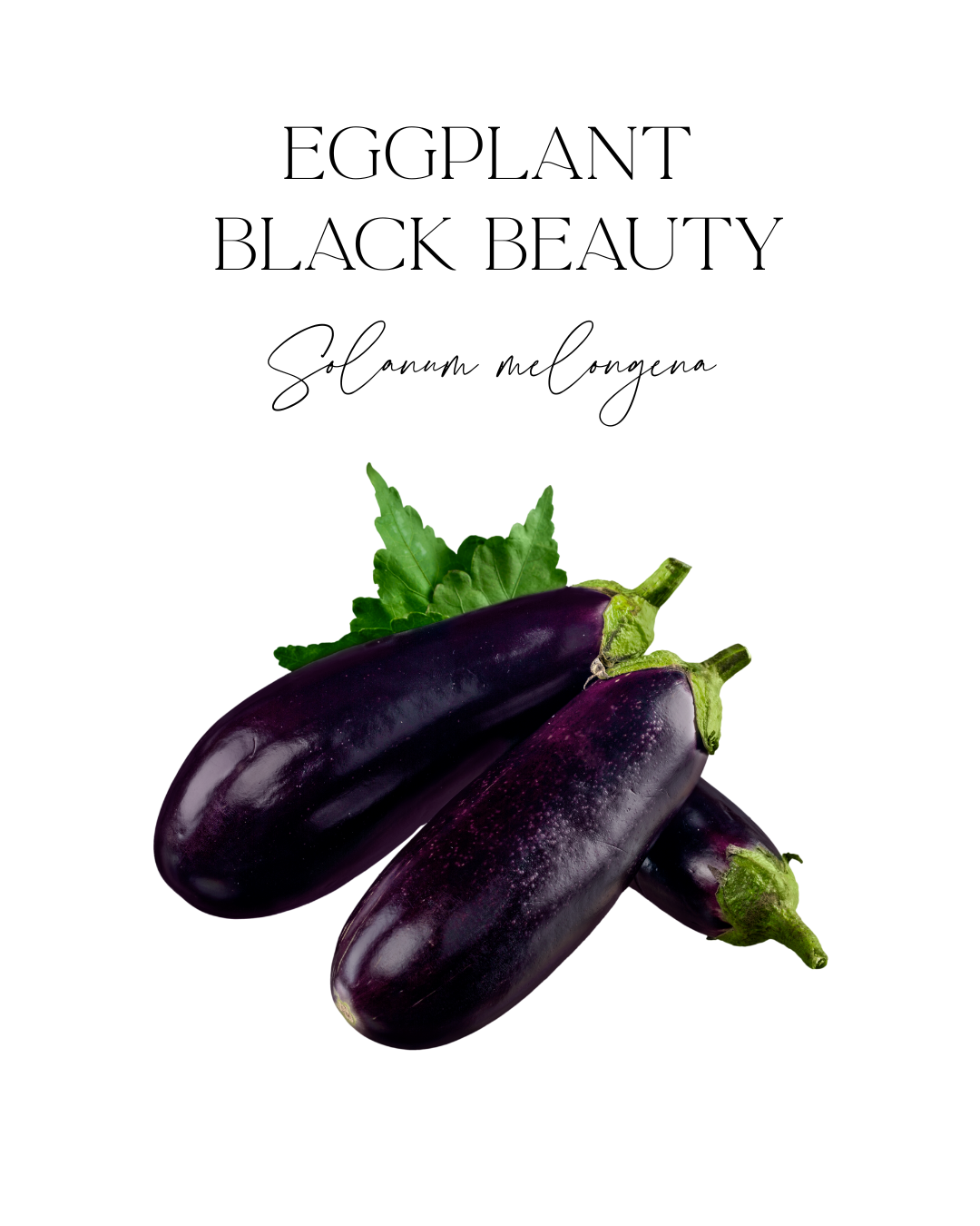 Eggplant Black Beauty