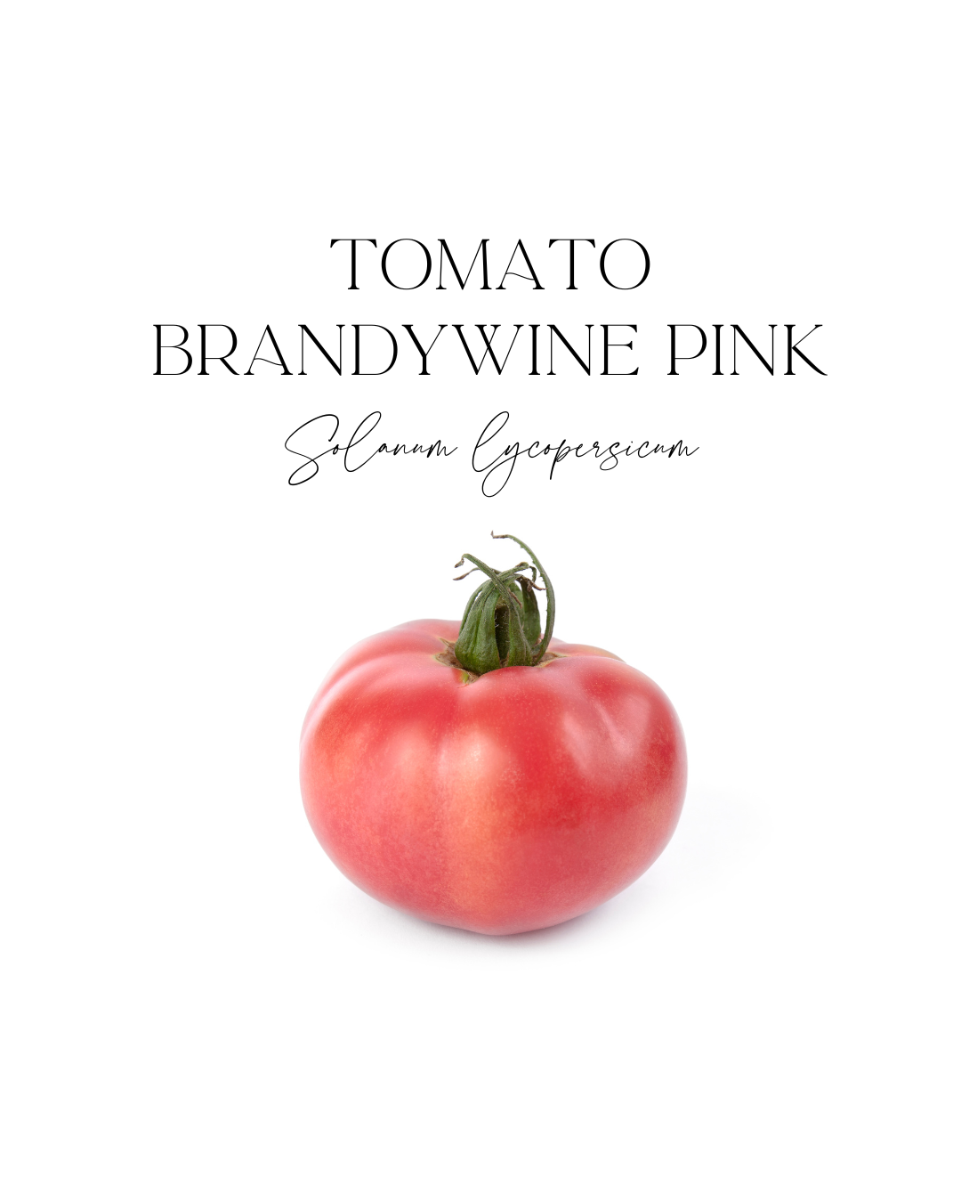 Tomato Brandy Wine Pink