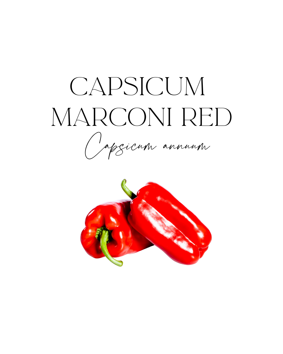 Two red bell peppers, one slightly larger and leaning on the other, on a white background with text describing the peppers as 'Capsicum Marconi Red' and their scientific name 'Capsicum annuum'.