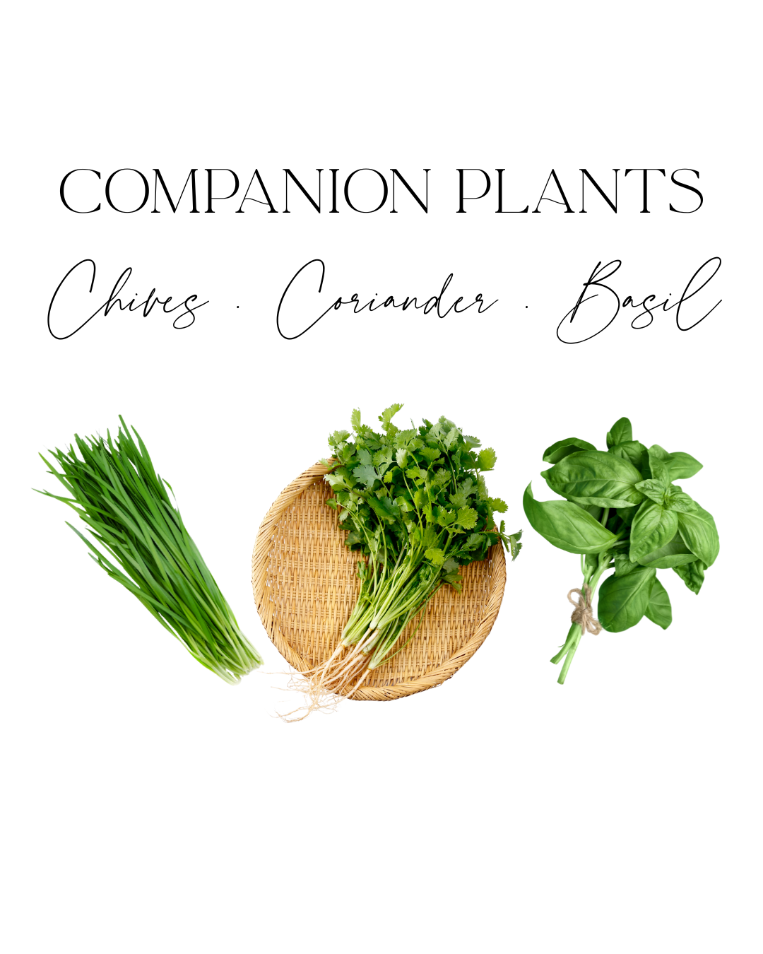 Pre-order for October 15 ** Companion Plants (Chives, Coriander, Basil)
