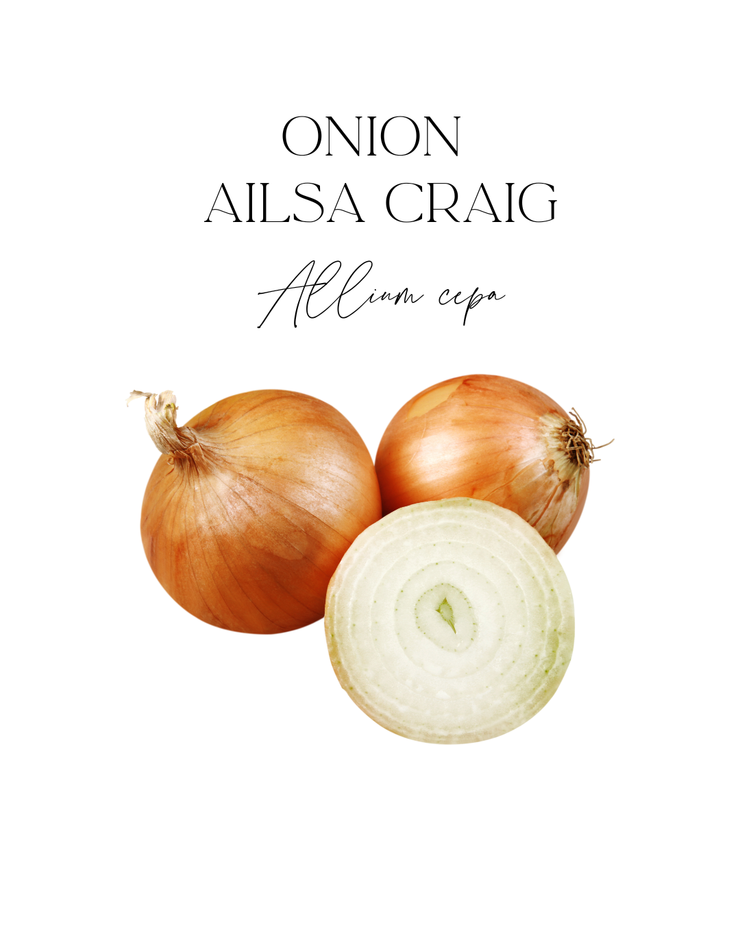 Three onions, two whole and one sliced in half, on a white background with text above reading 'Onion' and below 'Allium cepa'.
