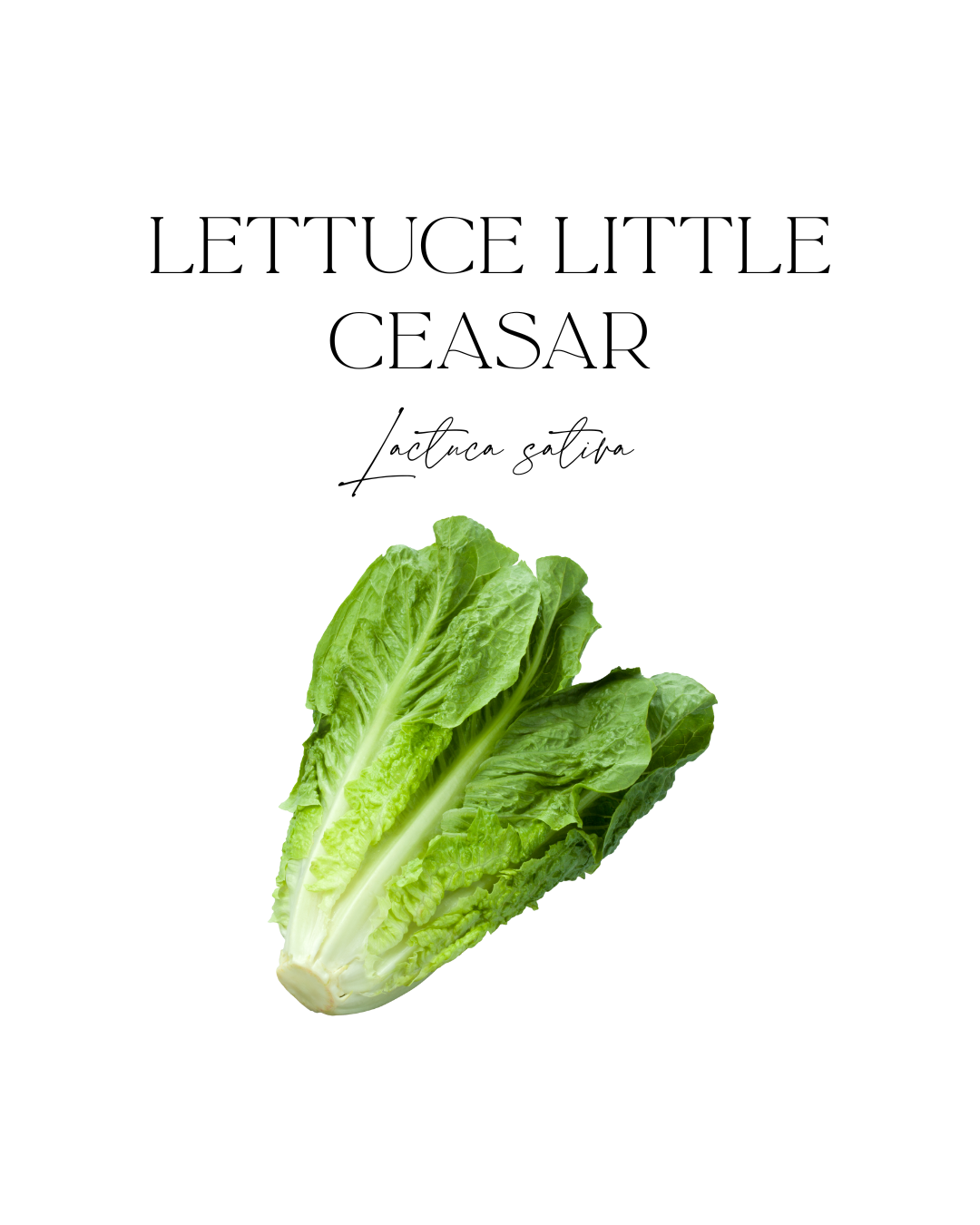 Lettuce Little Ceasar 6-cell punnet