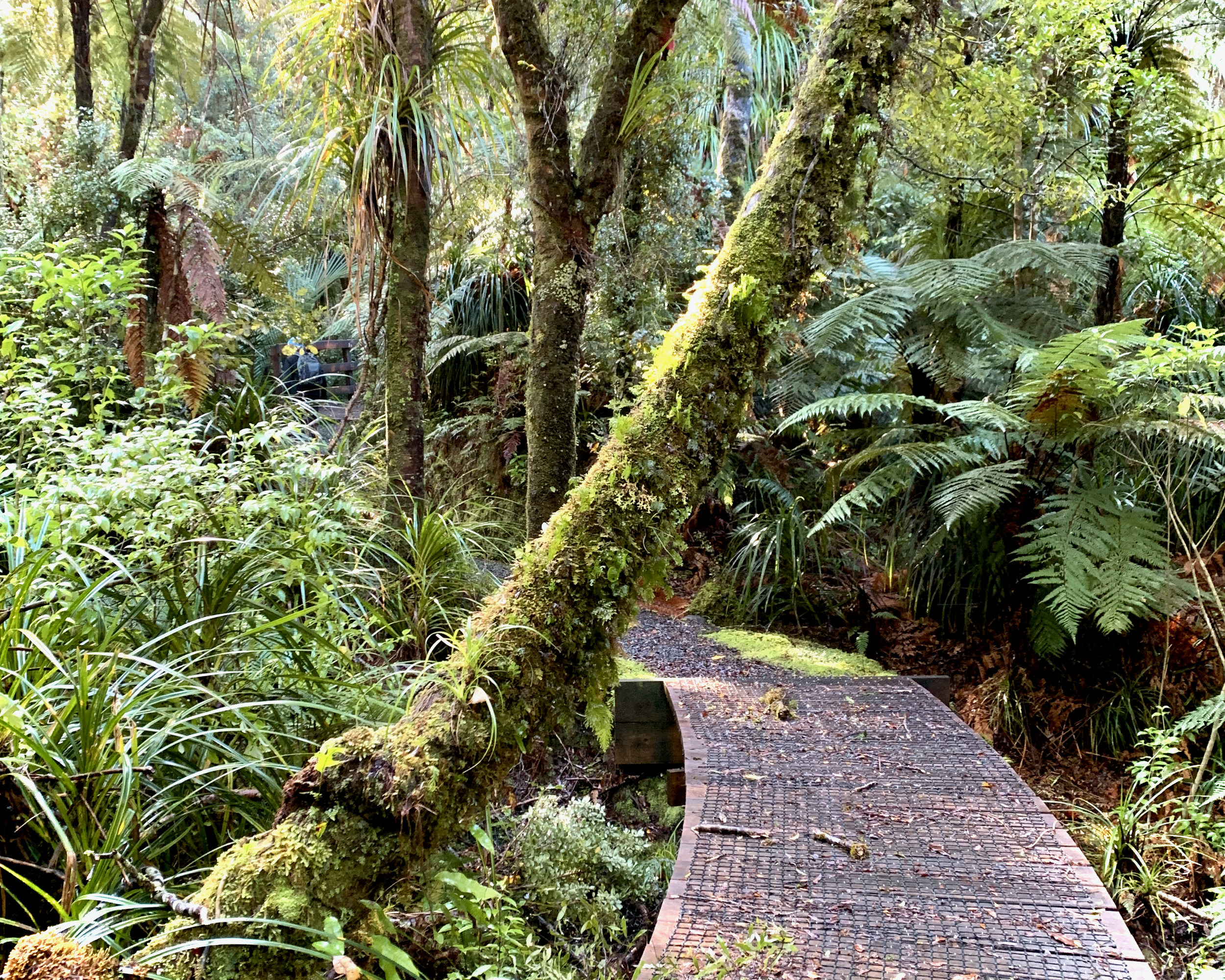 Bush walks