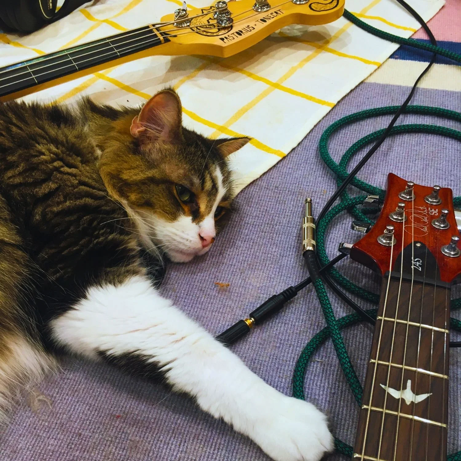 Jiji Tonecat mascot and PRS 245 guitar in tonecat workshop