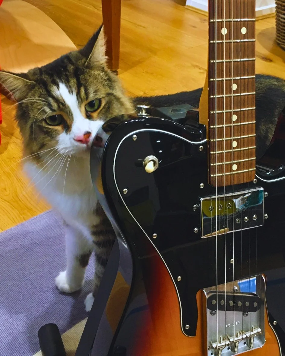 TONECAT's Jiji - A tabby and white cat sniffing or leaning against a black electric Telecaster with a sunburst finish