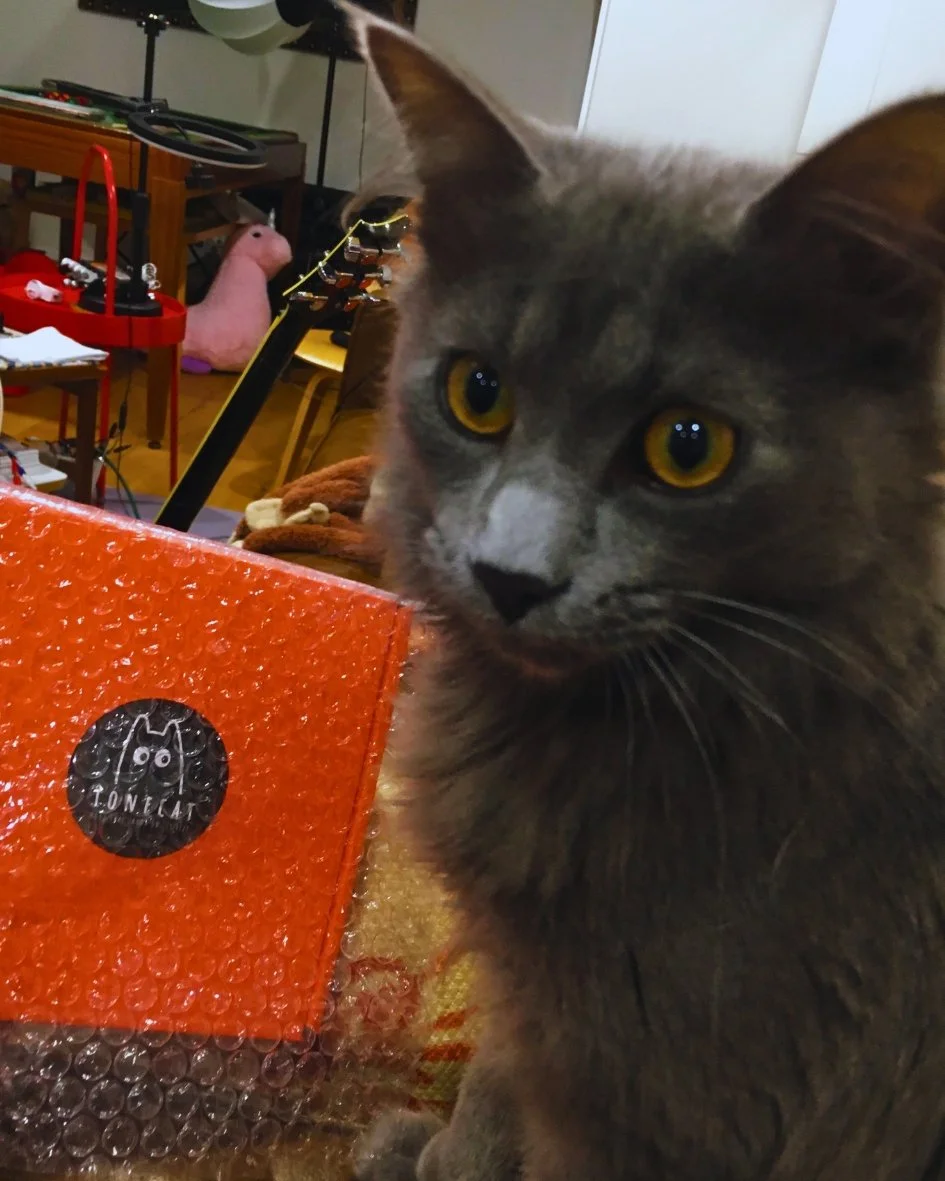 Close-up of Coco in an indoor setting, with a TONECAT package and various household items in the background.