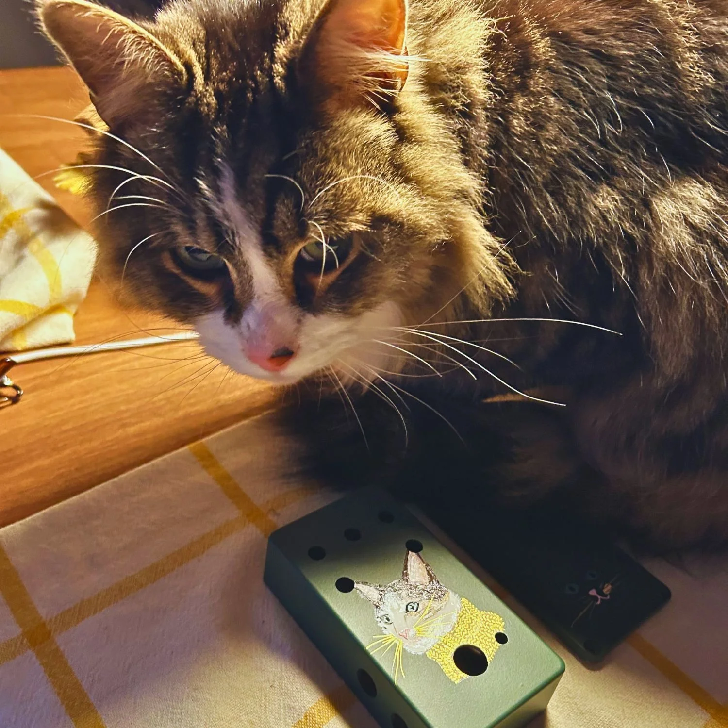 Jiji - Tonecat mascot lives in Tonecat workshop