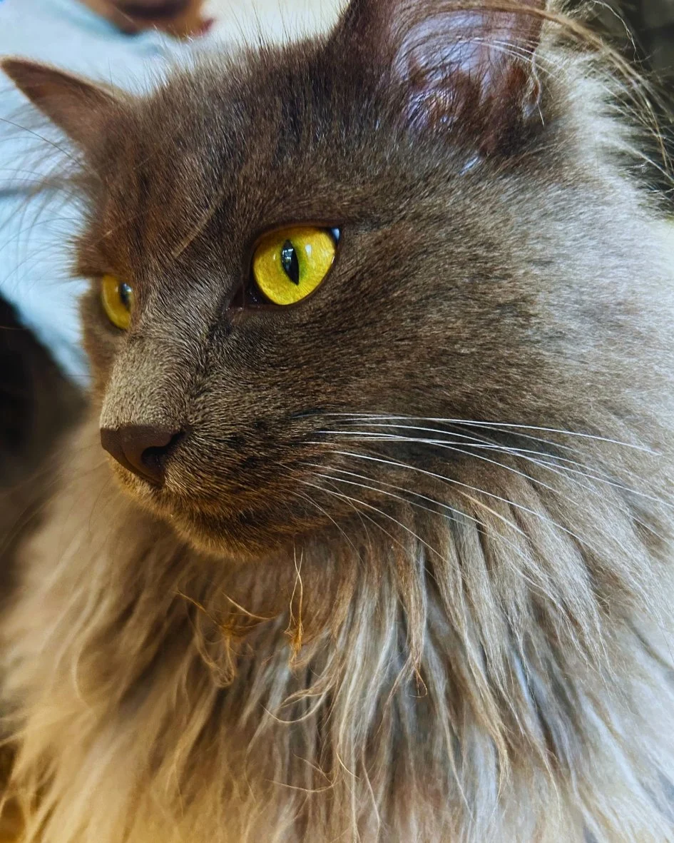 TONECAT's Coco - Close-up of a long-haired gray cat with bright yellow eyes.