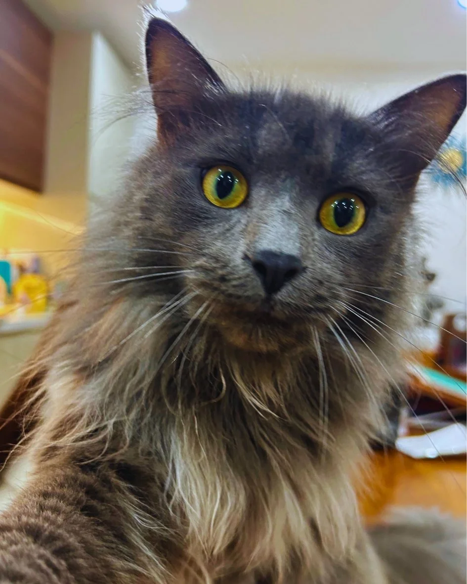 Close-up of Coco - a long-haired gray cat with bright yellow eyes
