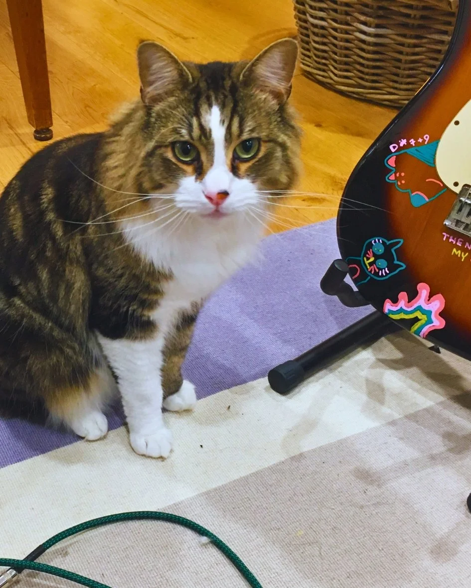 TONECAT's Jiji - A brown, white, and black tabby cat with green eyes sitting next to a decorated Stratocaster Fender guitar with colorful stickers.