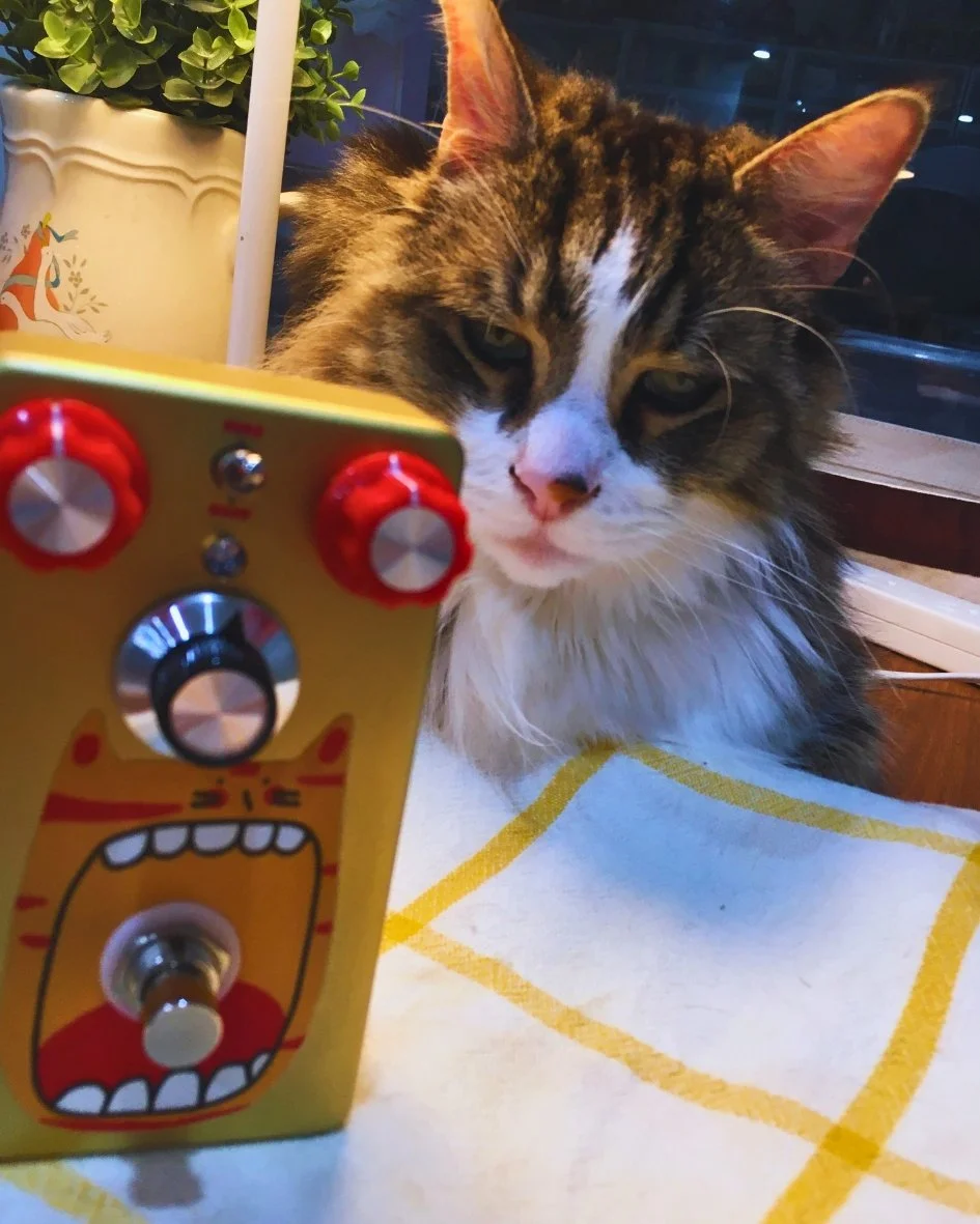 A playful cat, Jiji showing off its curious personality for the TONECAT Cat Gallery.