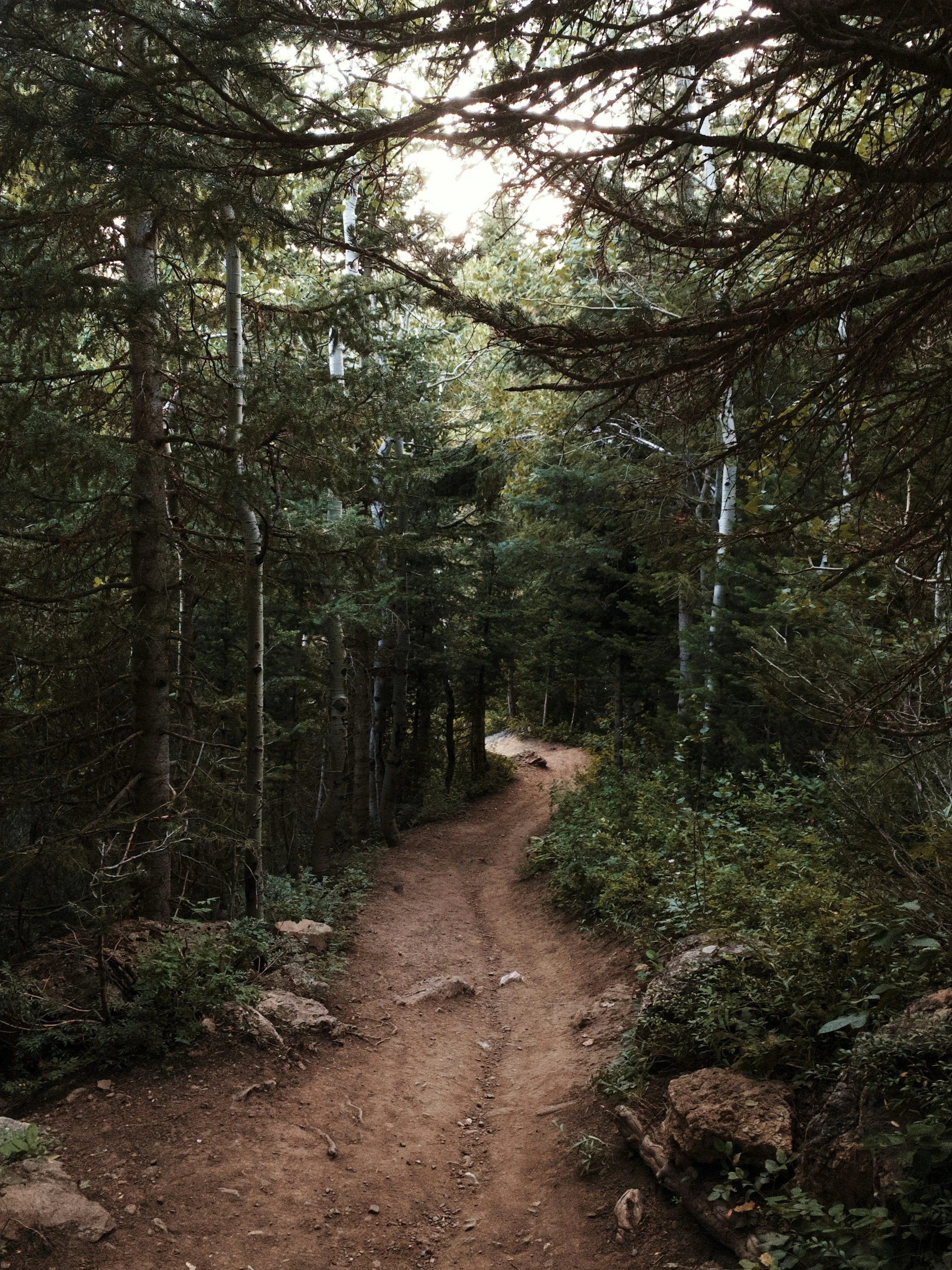 trail in dark evergreen woods