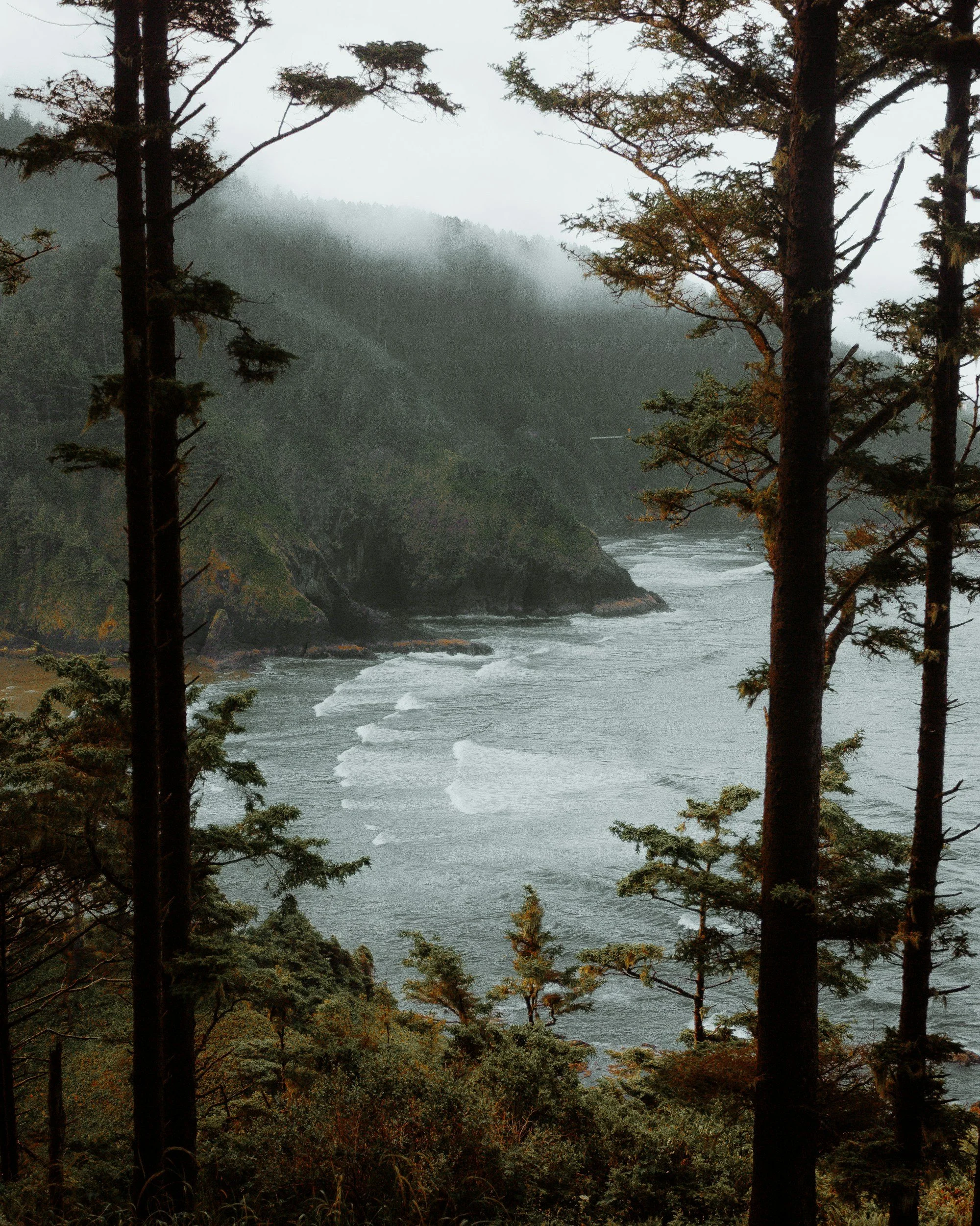 A foggy coastal scene with tall trees in the foreground, an ocean with small waves, and rocky cliffs covered in greenery in the background.