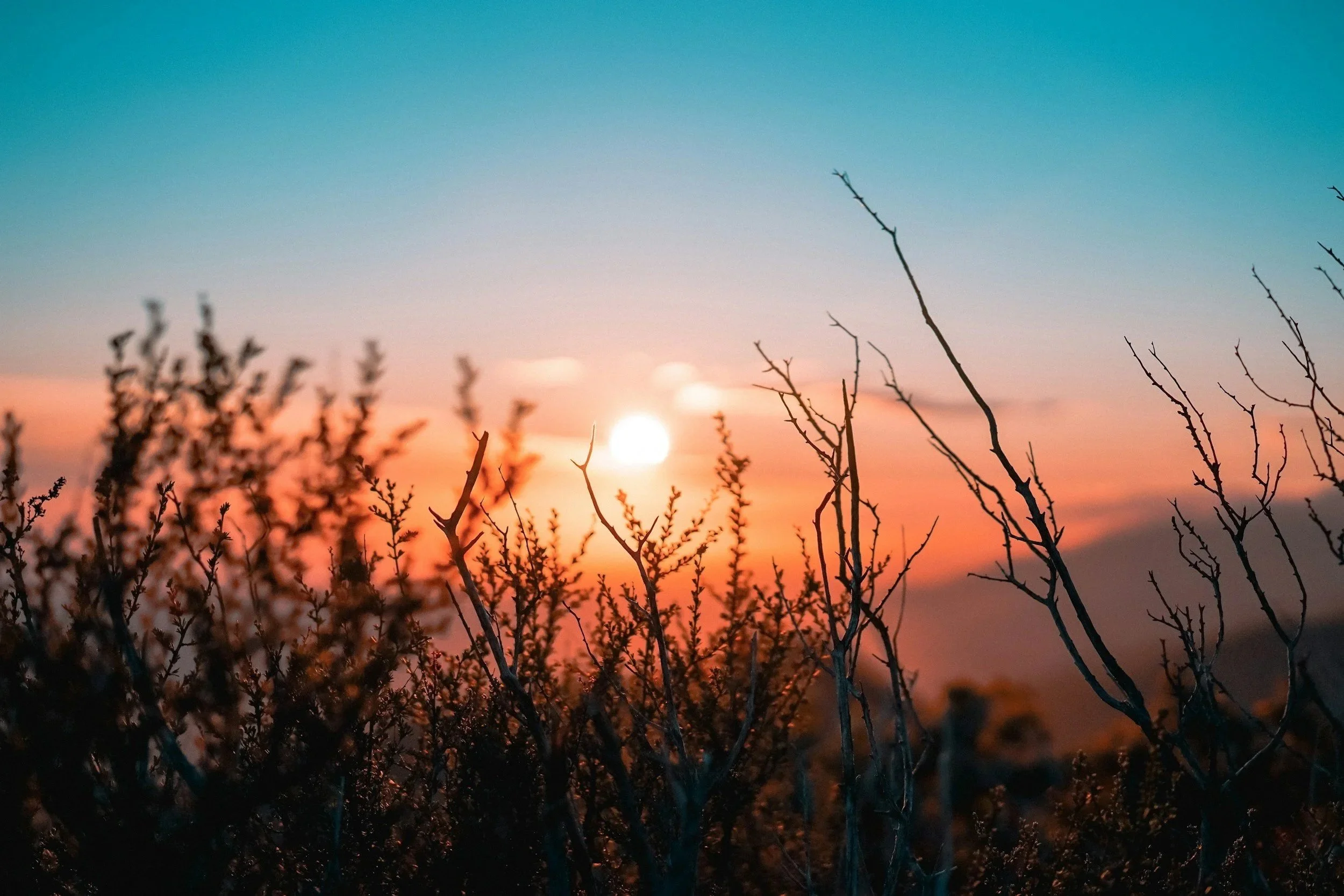 sunset sky view through desert weeds