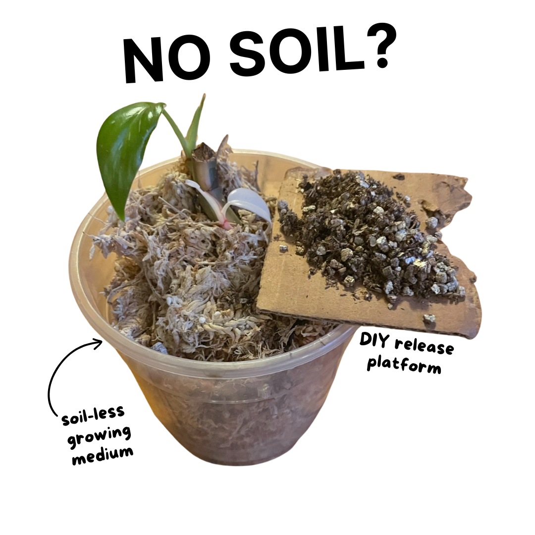 stratiolaelaps platform.png