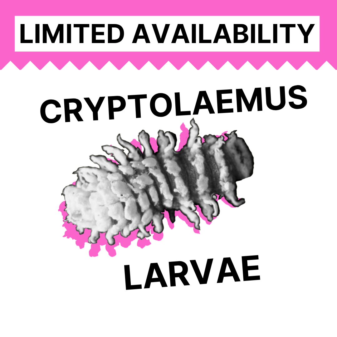 Cryptolaemus Larvae (250 count) Bottle