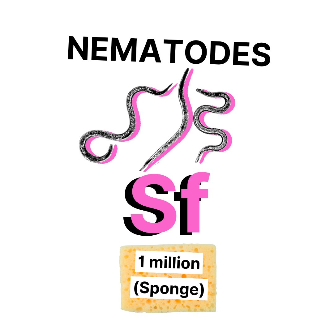 Nematode SF Sponge1Mil.png