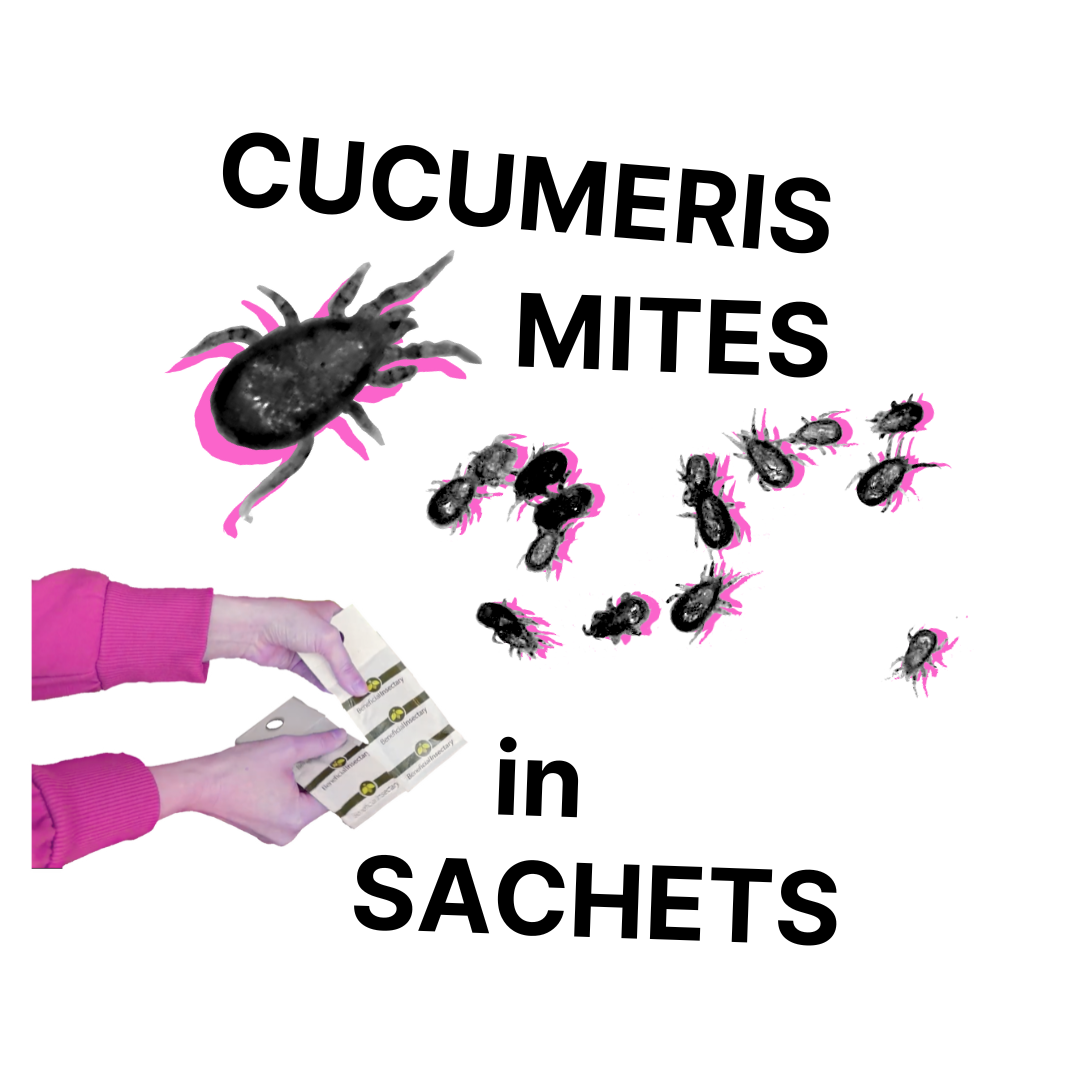 Cucumeris Mite Sachet (100 sachets)