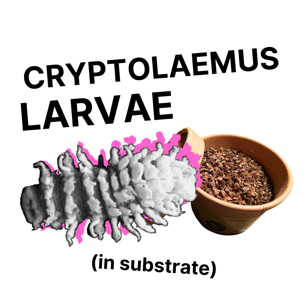 Cryptolaemus Larvae (250 count) Bottle
