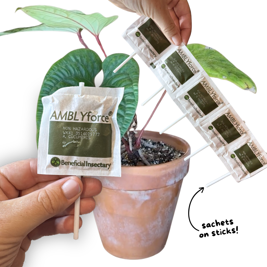 cucumeris_sachet_sticks.png