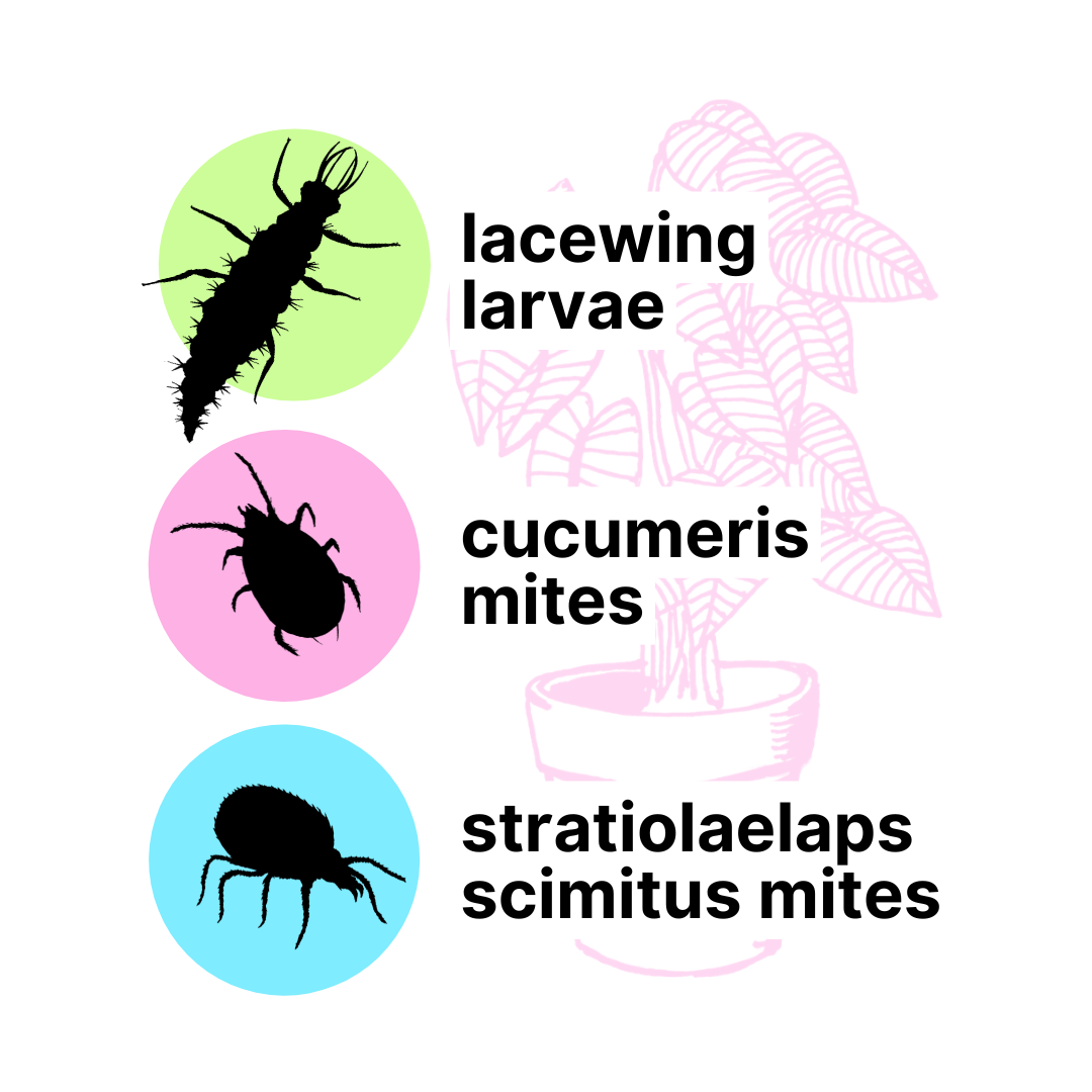 thrips_treatment_trifecta_all3.png