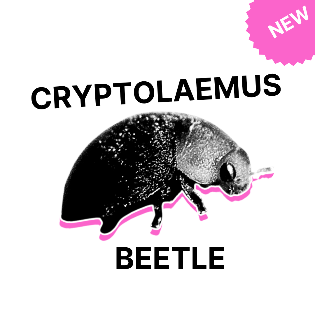 Cryptolaemus Beetles