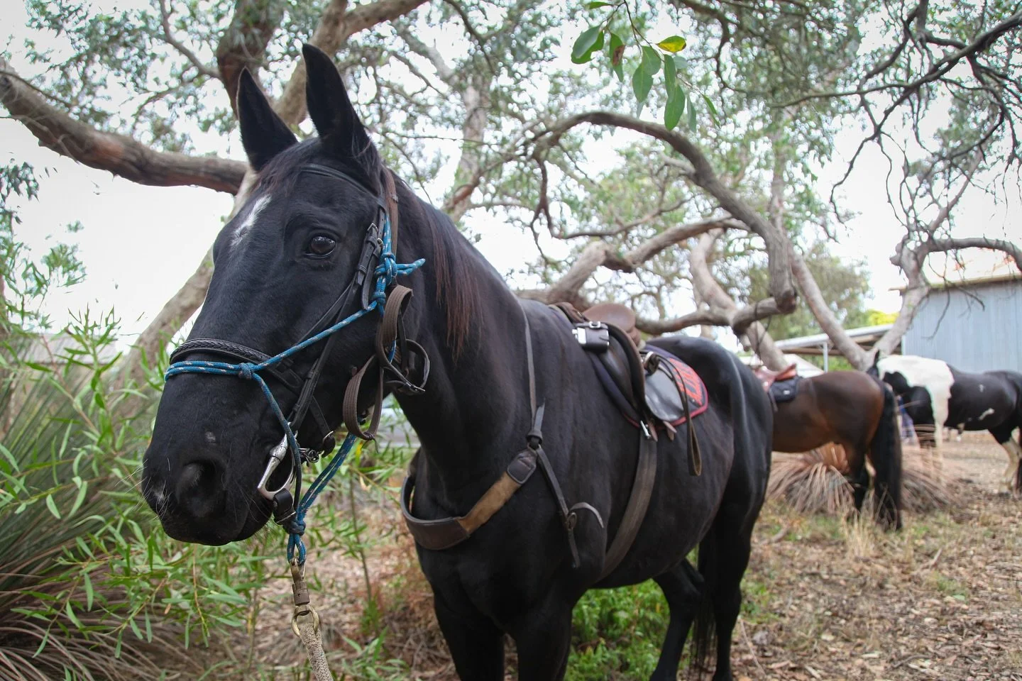 A couple of weeks ago we celebrated the KI Hunt Masters dinner at home and at The Shearing Shed. Annette and Nathan became life members, it was a special night celebrated with great friends.

Thanks @kim_martin411 and Marty for cooking, @suzannetreth