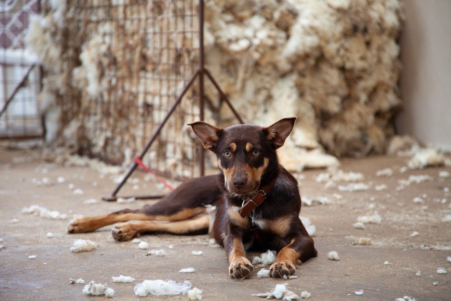 Macey one of our sheep dogs.

#kangarooisland #musterdogs #kelpie #kelpies #sheepdog #eleanordowns #australia