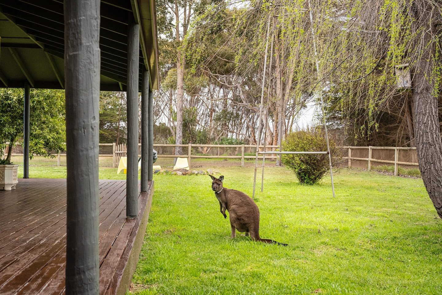 Skippy our friend who lives at Soldier Settler farm-stay.

Book our farm-stay on AirBNB and enjoy experiencing Australian animals in your own backyard!

airbnb.com/h/soldiersettler

Thanks @heidiwhophotos 📸

#kangarooisland #kangaroo #petkangaroo #a