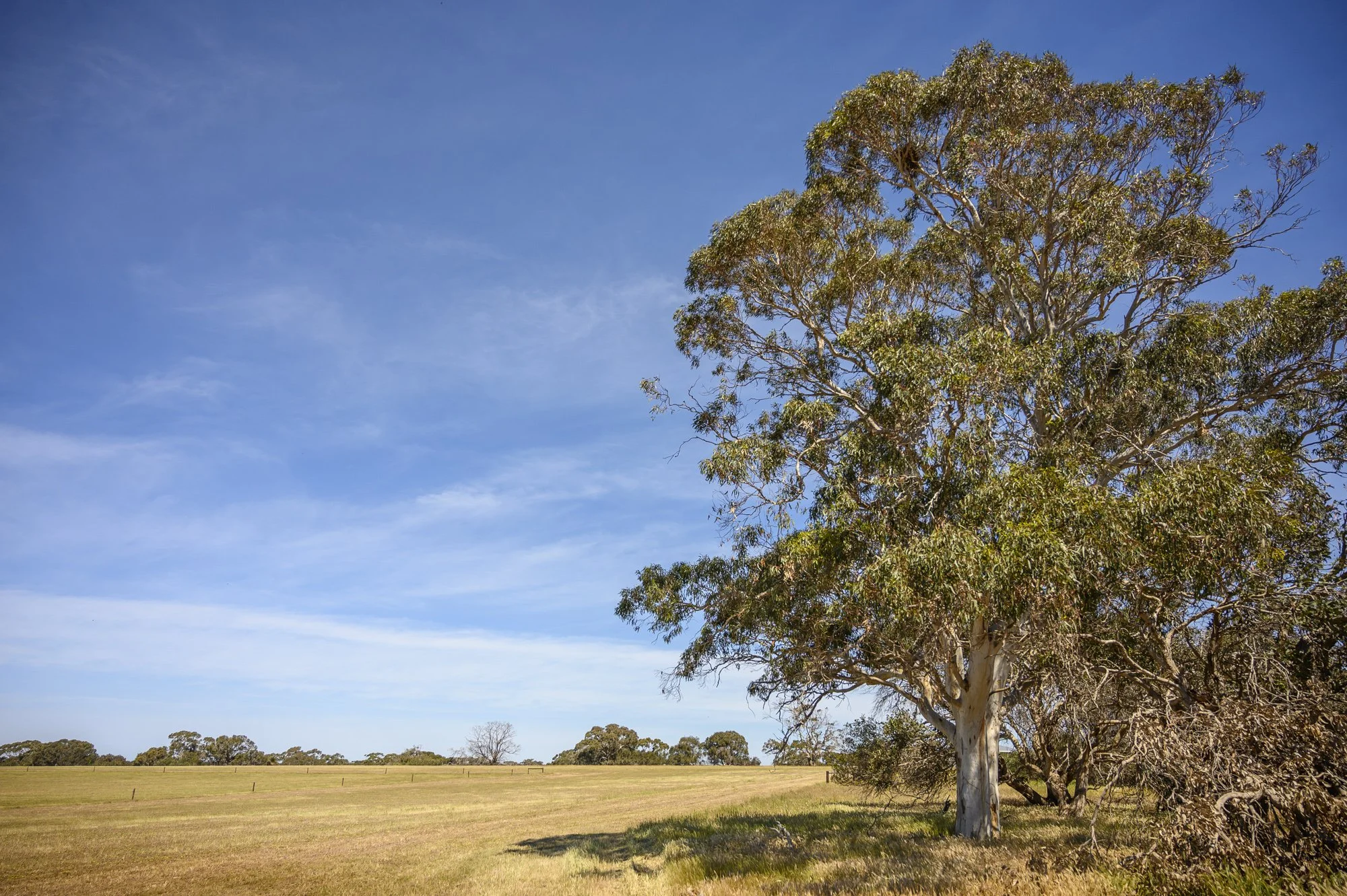 Airstrip next to gum tree.jpg