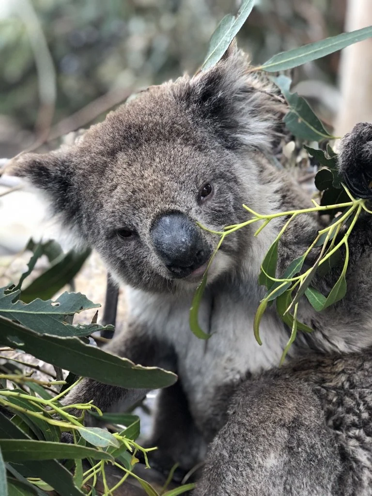 Koala.jpg