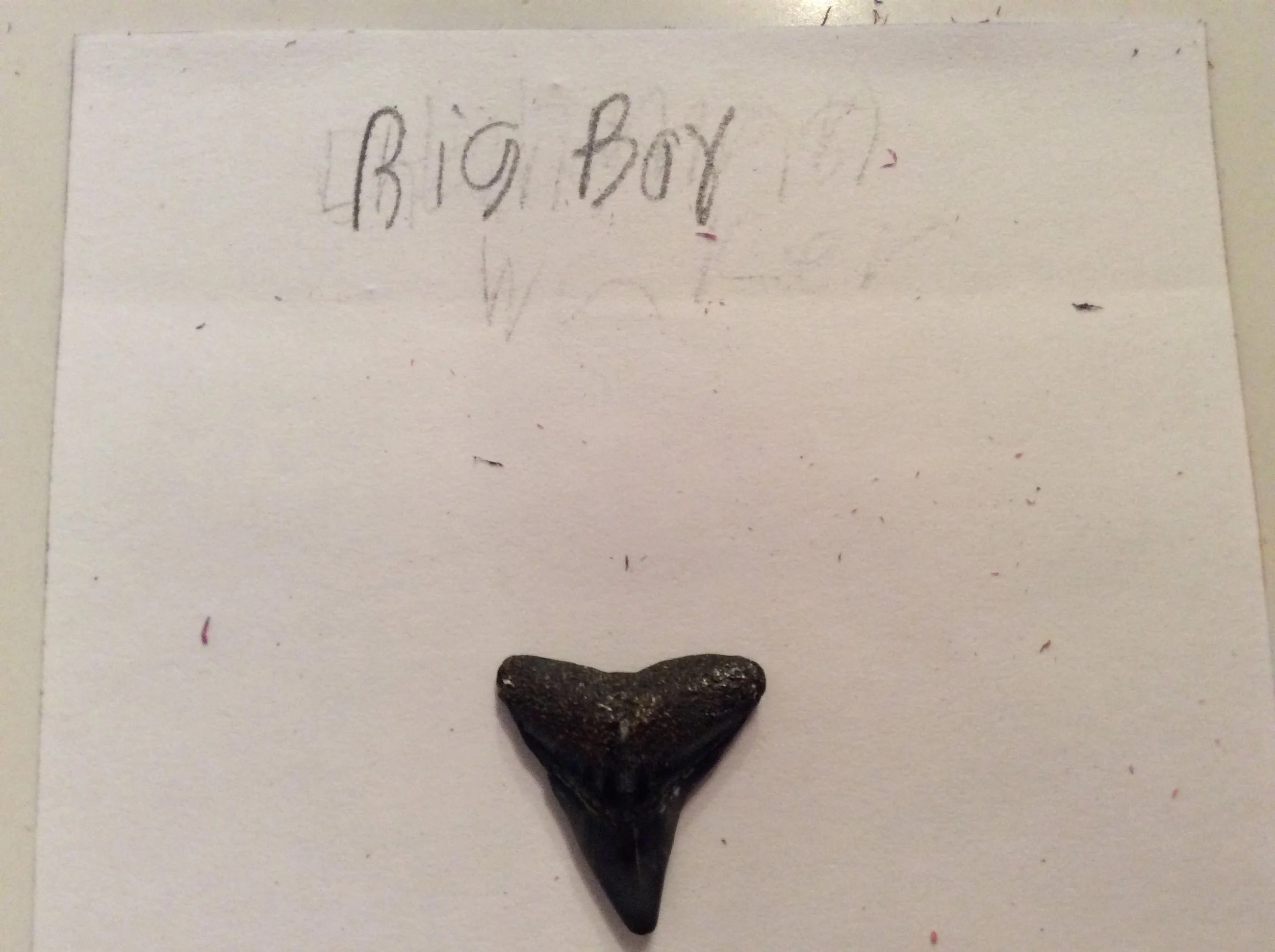 Big Boy - Fossilized Shark Tooth