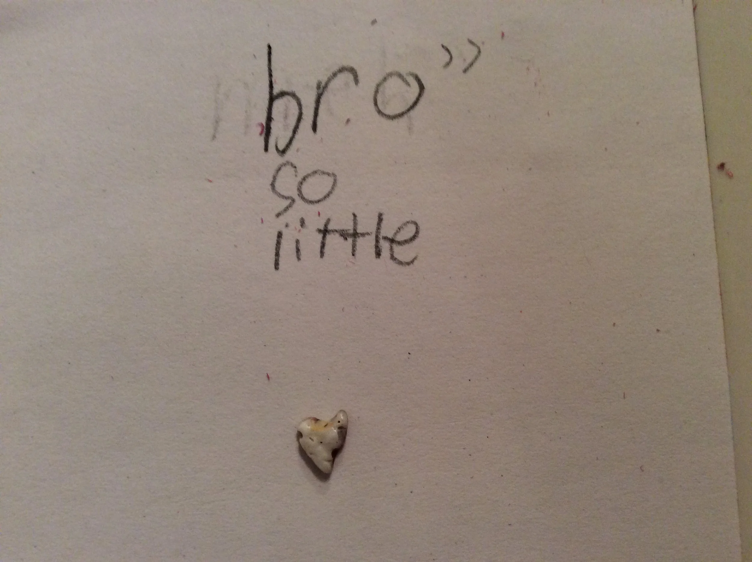 Bro' So Little - Fossilized Shark Tooth