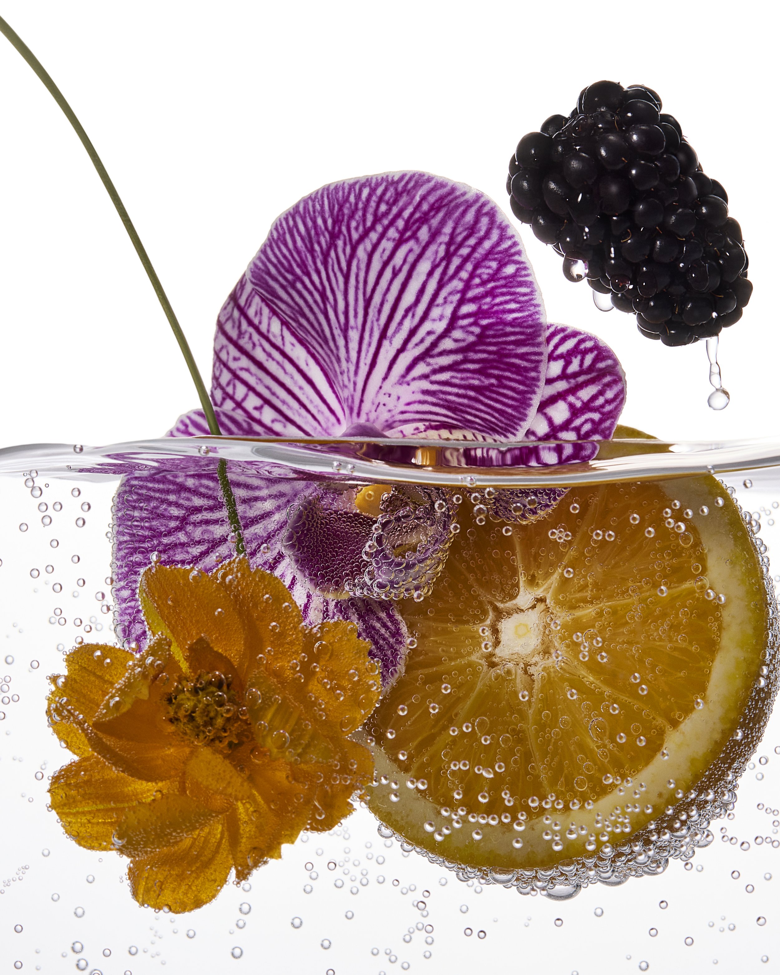 WELLNESS & INGREEDIENT