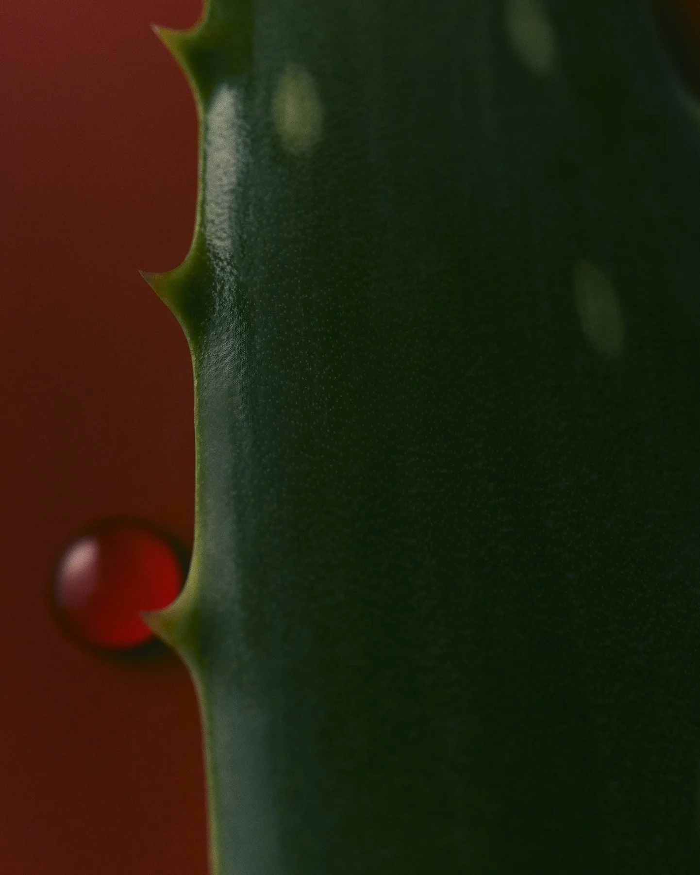 S12_Aloe_A_08T_FINAL 2.jpg