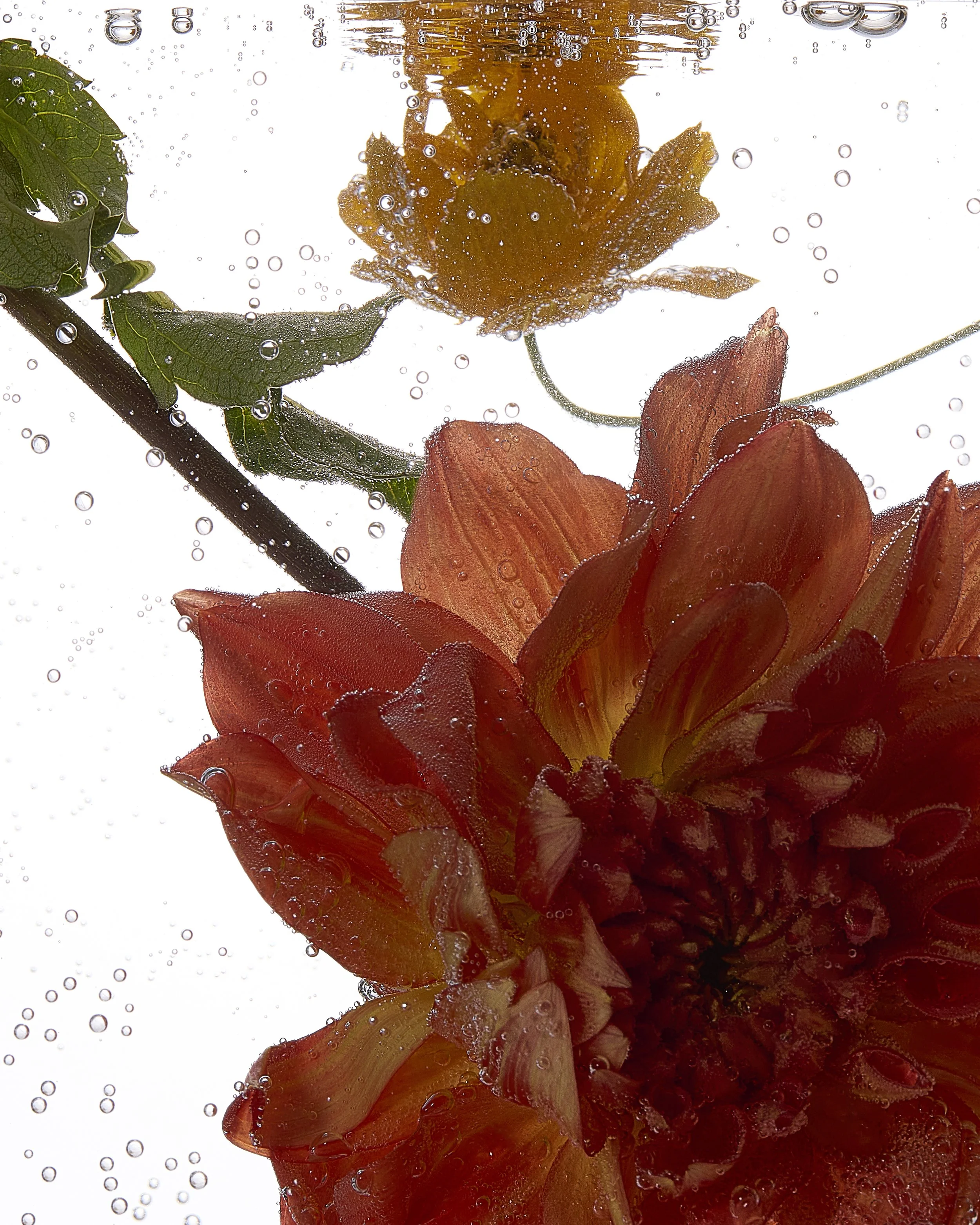 Drinks_03_083_V1.jpg