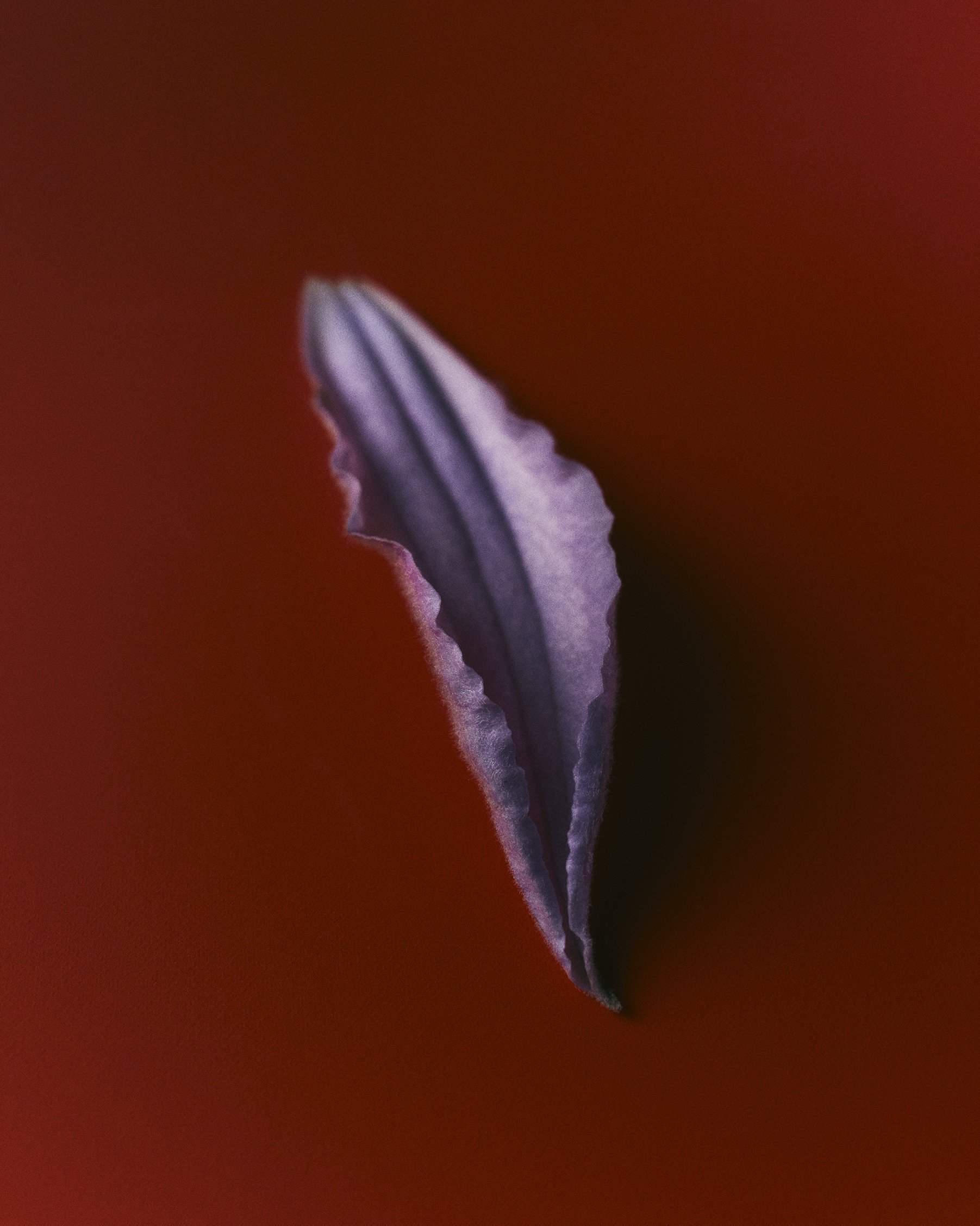 S09_PassionFlower_B_08T_FINAL 2.jpg