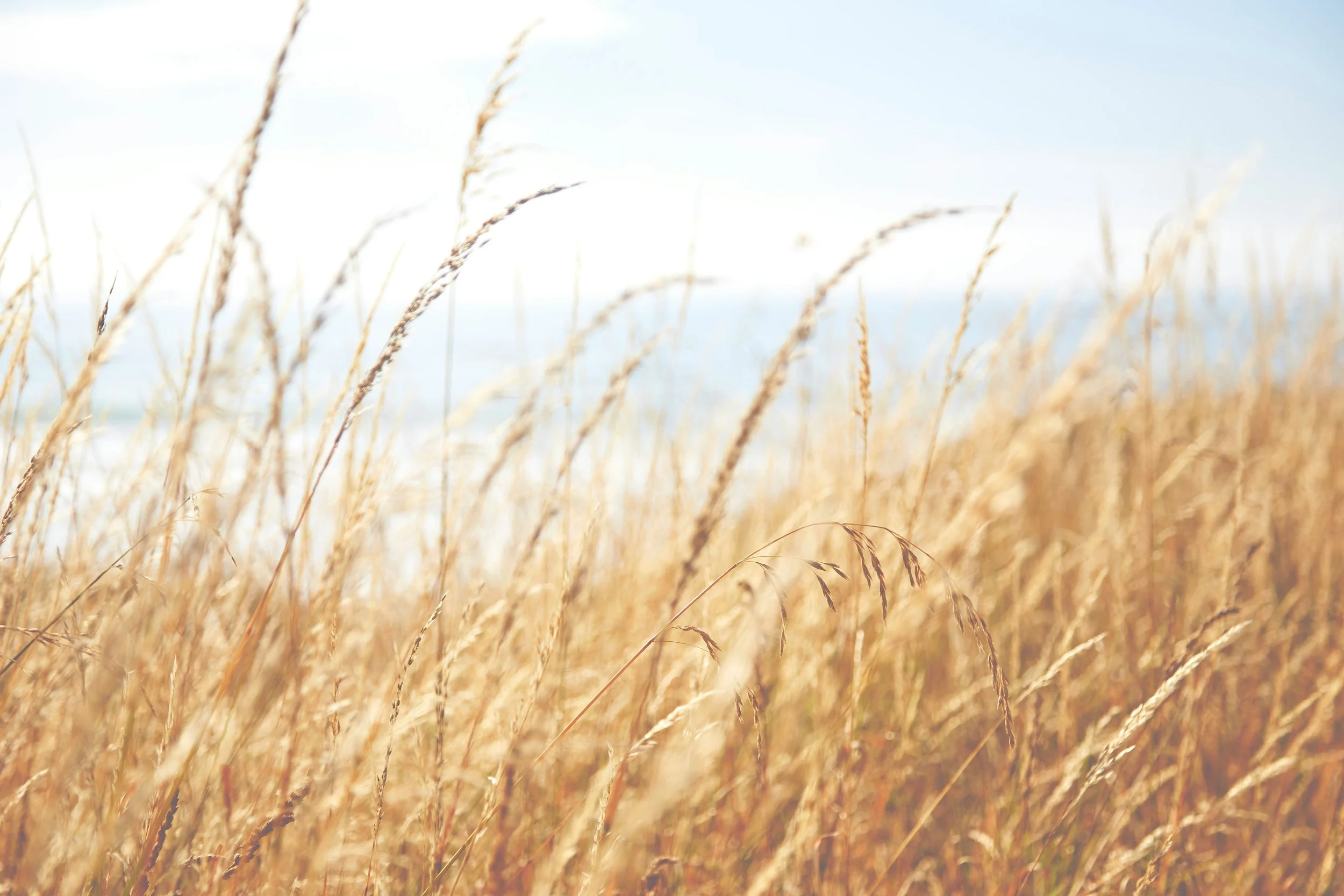 Golden tall grass swaying in the breeze with a bright sky in the background. Trauma-informed therapist providing online therapy sessions for women seeking healing and connection