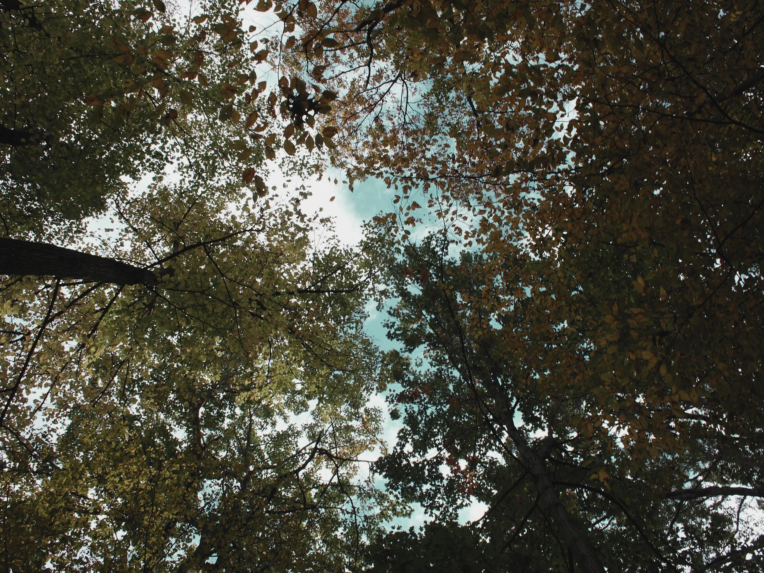 Serene therapy environment for Somatic EMDR and trauma recovery, offering transparent pricing for clients in Southwest Michigan and Chicagoland.