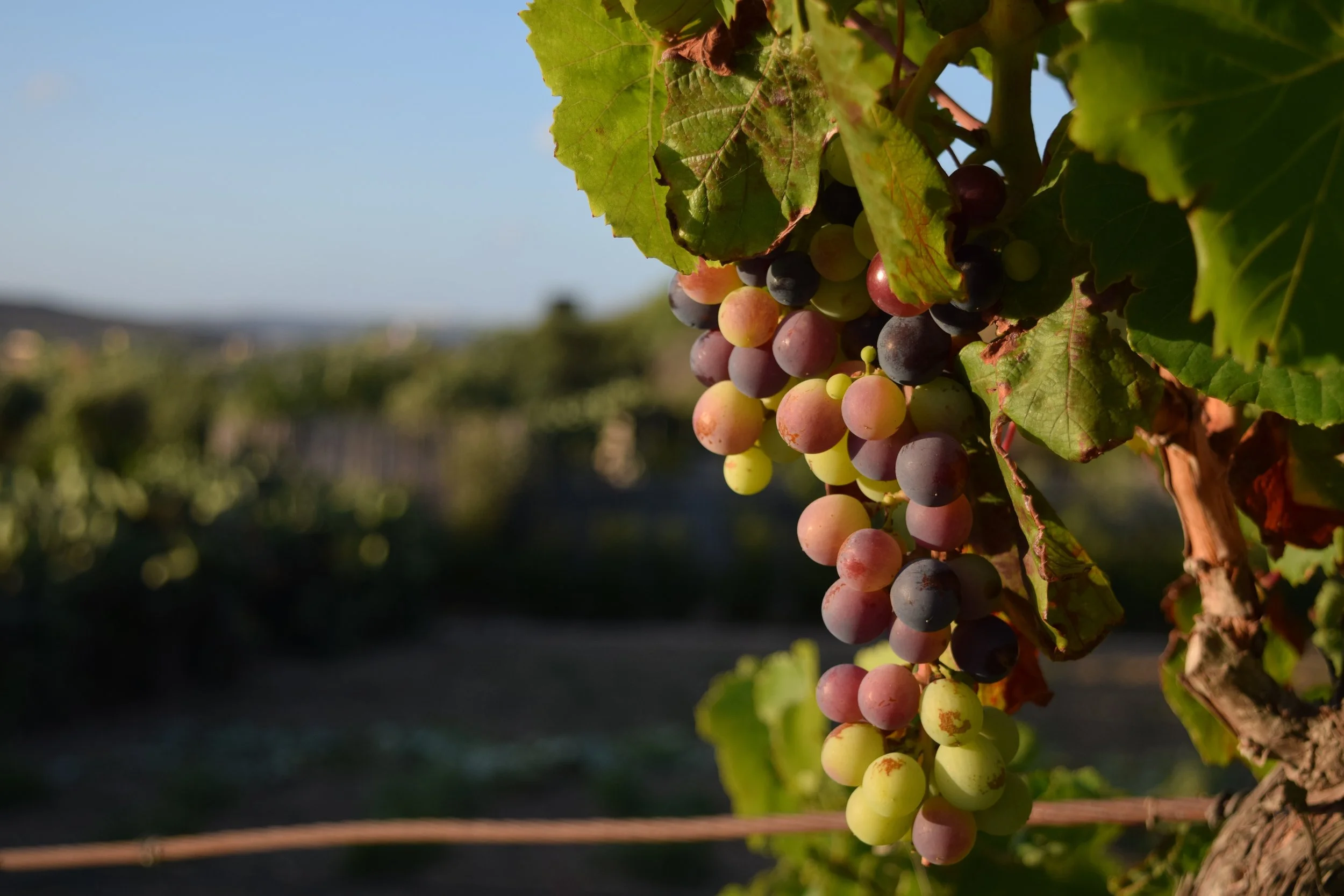closeup-grapes-tree-vineyard-sunlight-malta.jpg