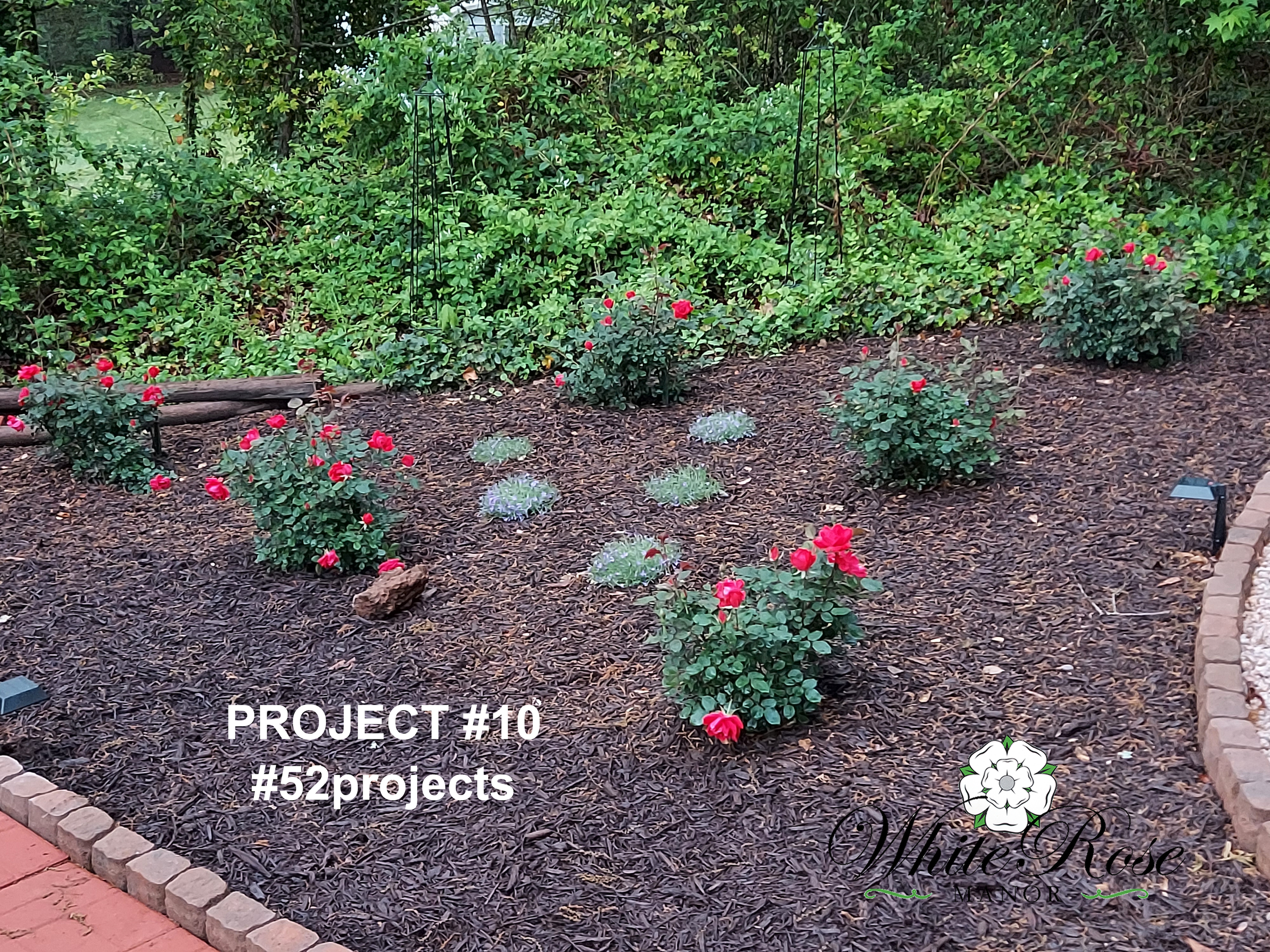 Project #10