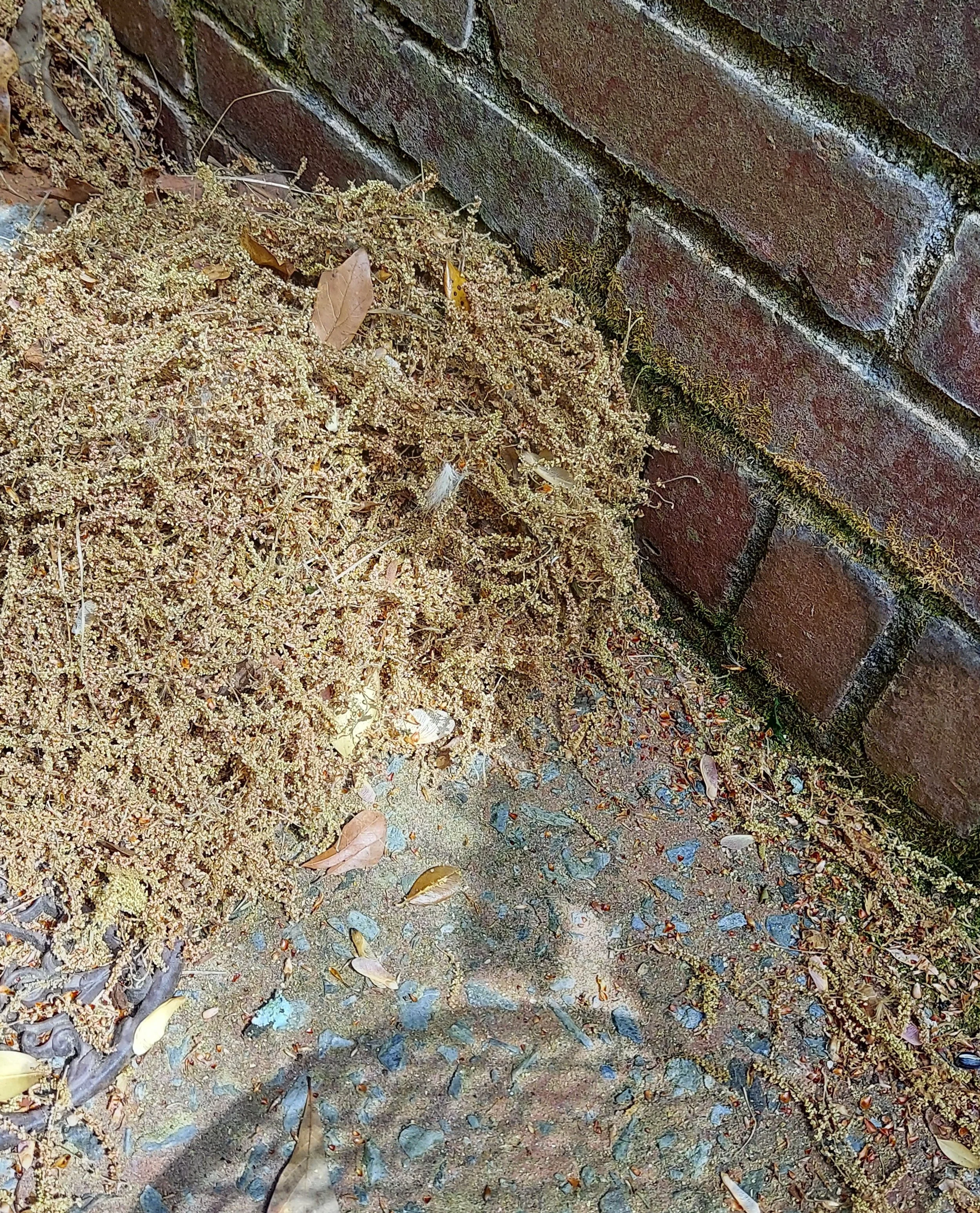 Harvesting “Tumbleweed”