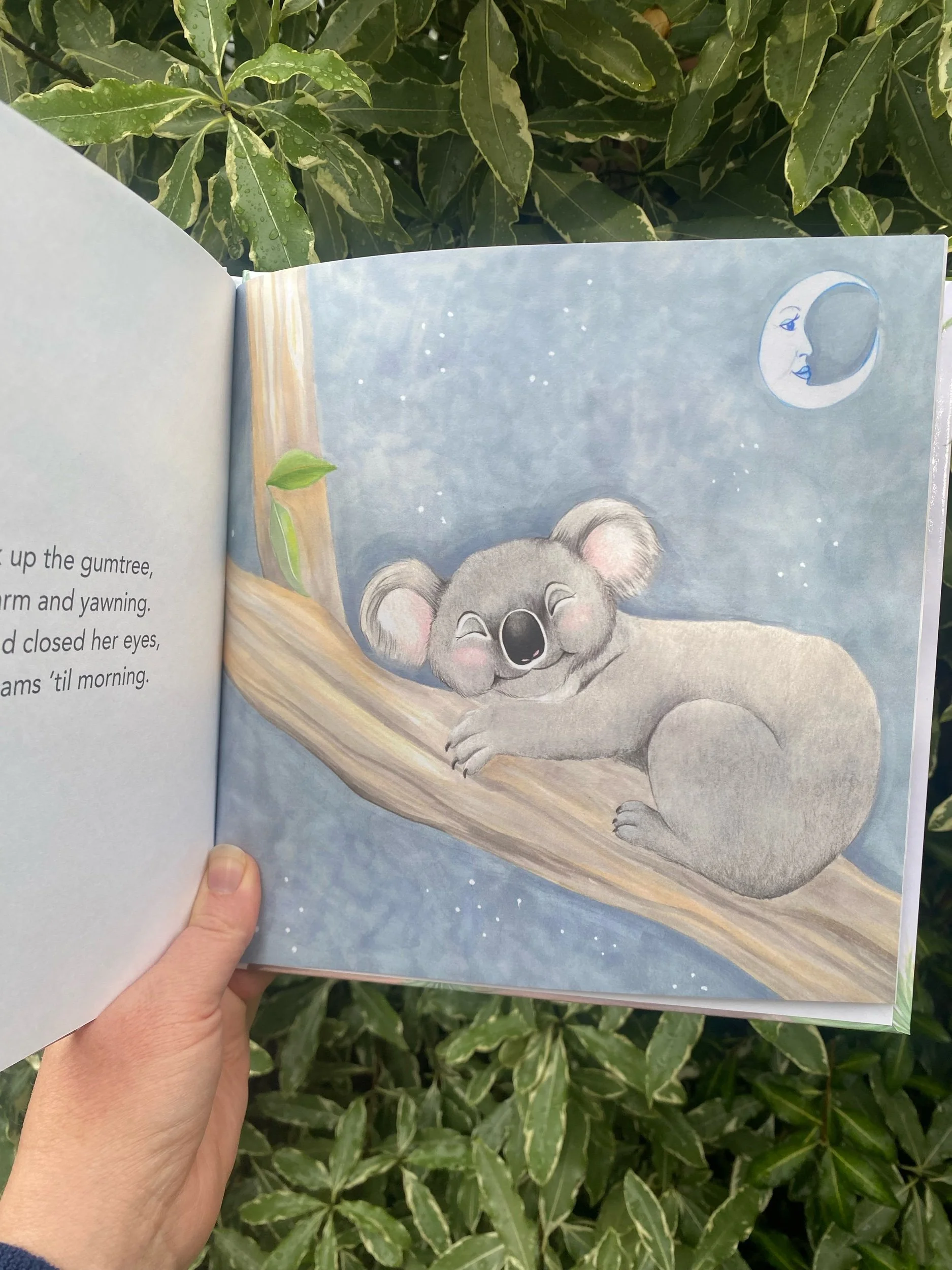Once Upon a Gumtree Koala Sleeping in a Gumtree Internal Page