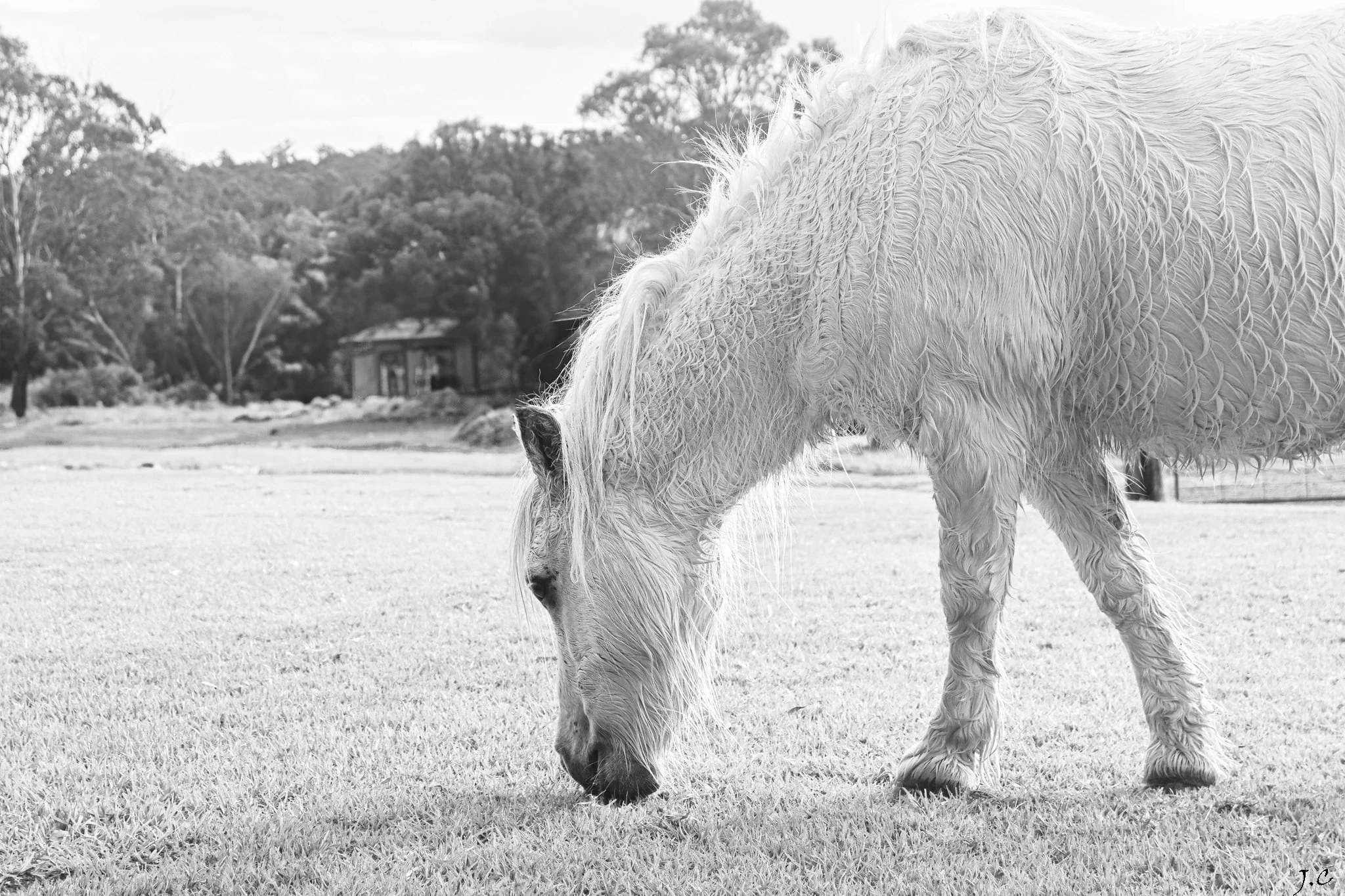 The Equine connection package