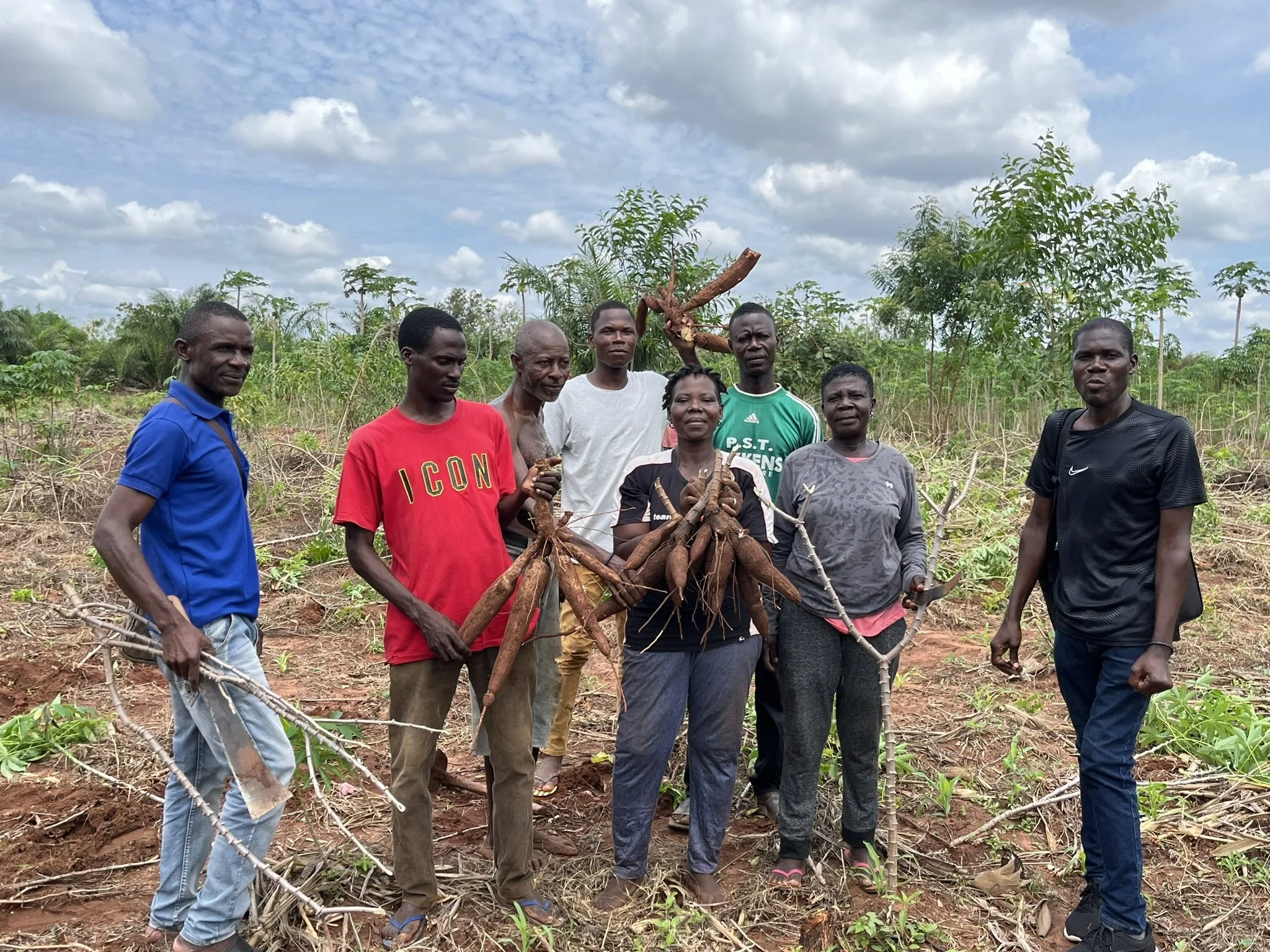Togo IP Teams Dig Up a Bumper Harvest of Cassava