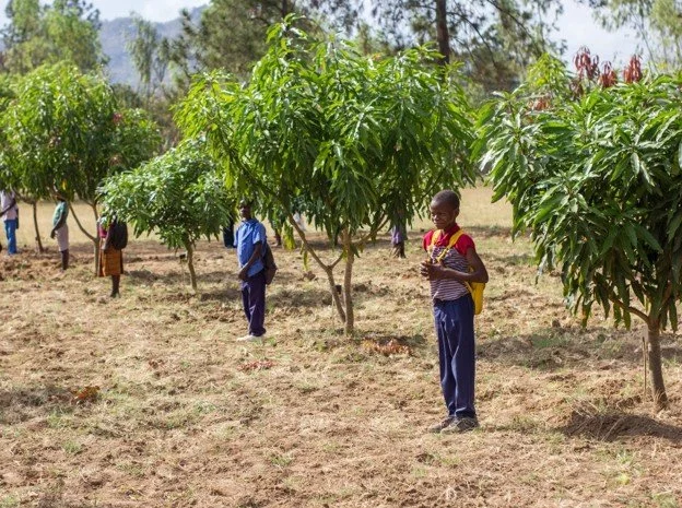 “Adopt a Tree” in Kenya
