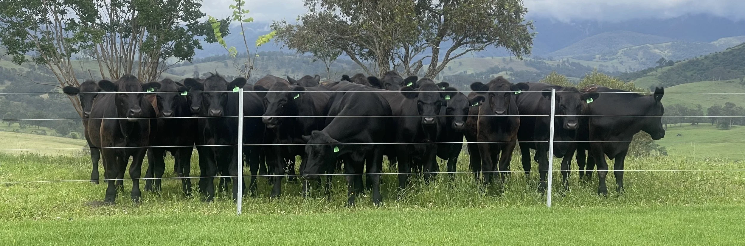 Cattle at Banool
