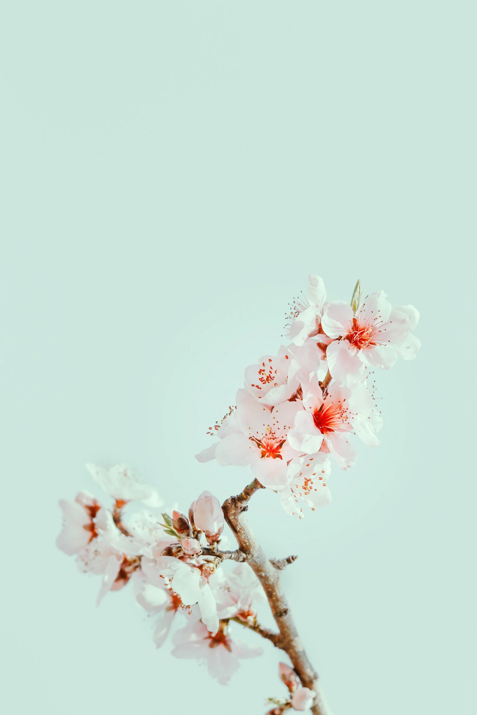 Mindfulness and the Art of Acceptance